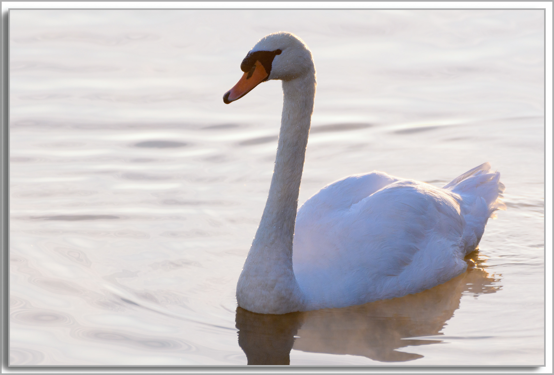 Cygne turberculé - Cygnus Olor