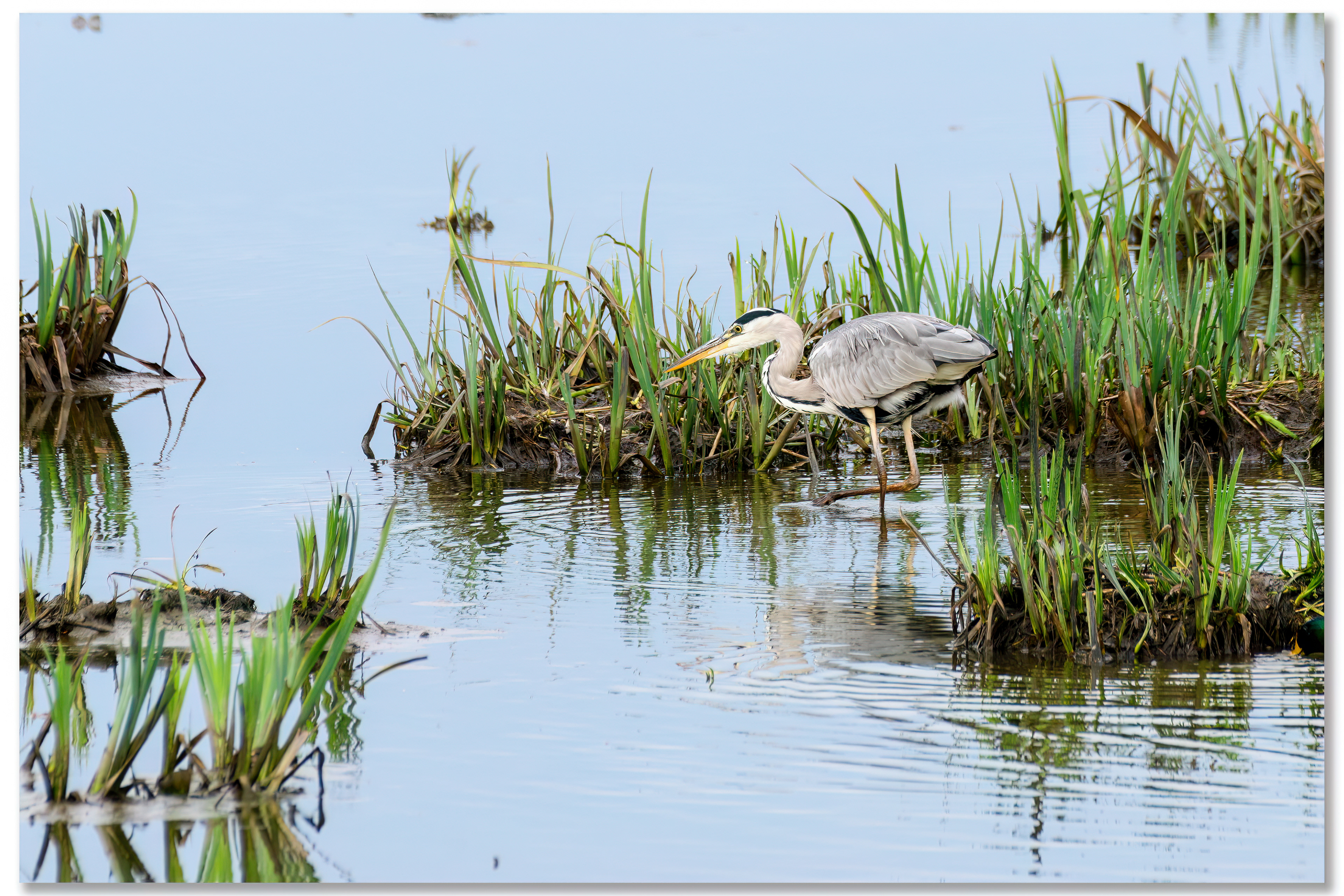 Héron cendré - Ardea cinerea