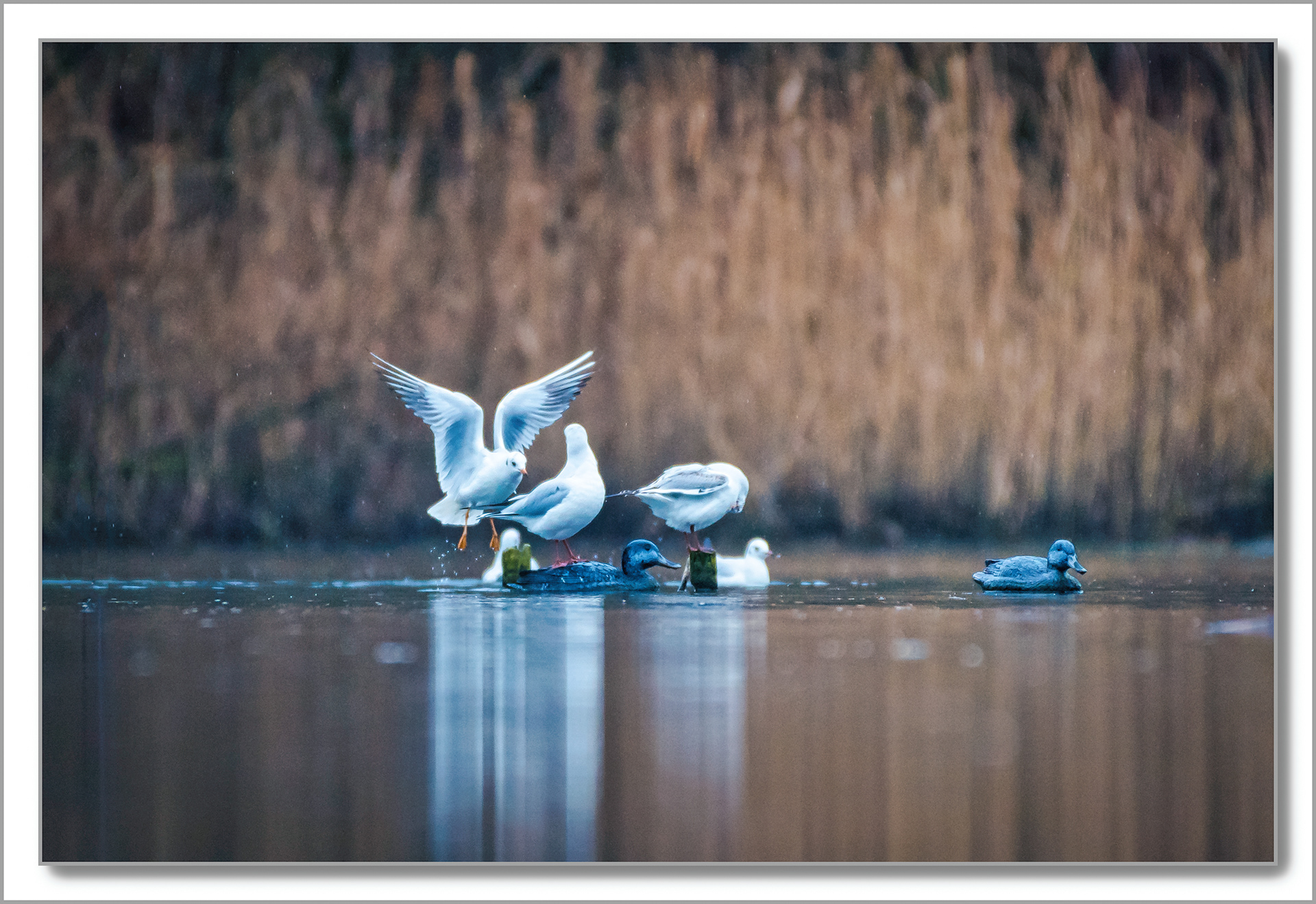 Mouette rieuse - Chroicocephalus ridibundus