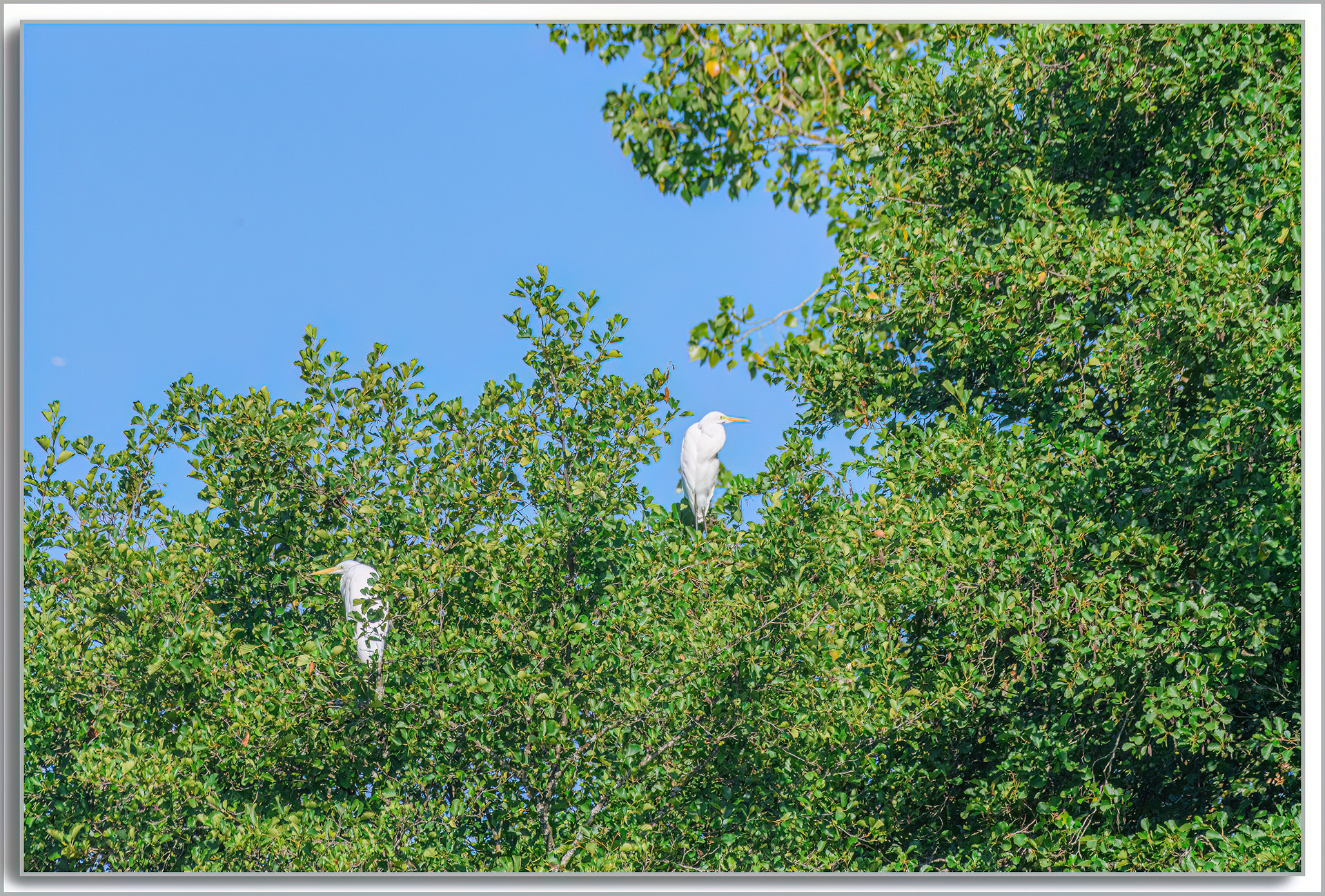 Grande Aigrette - Ardea Alba