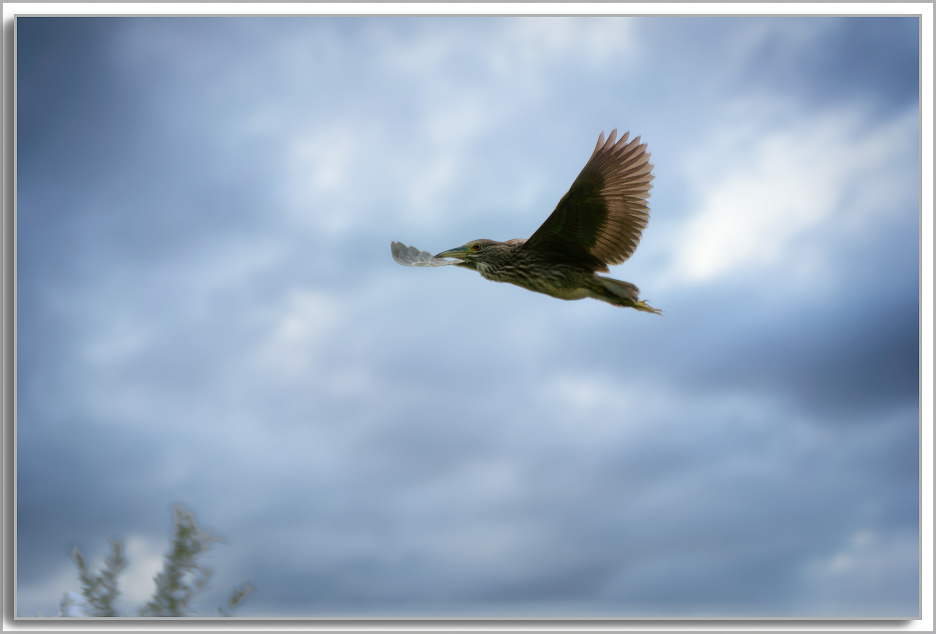 Bihoreau gris - Nycticorax nycticorax