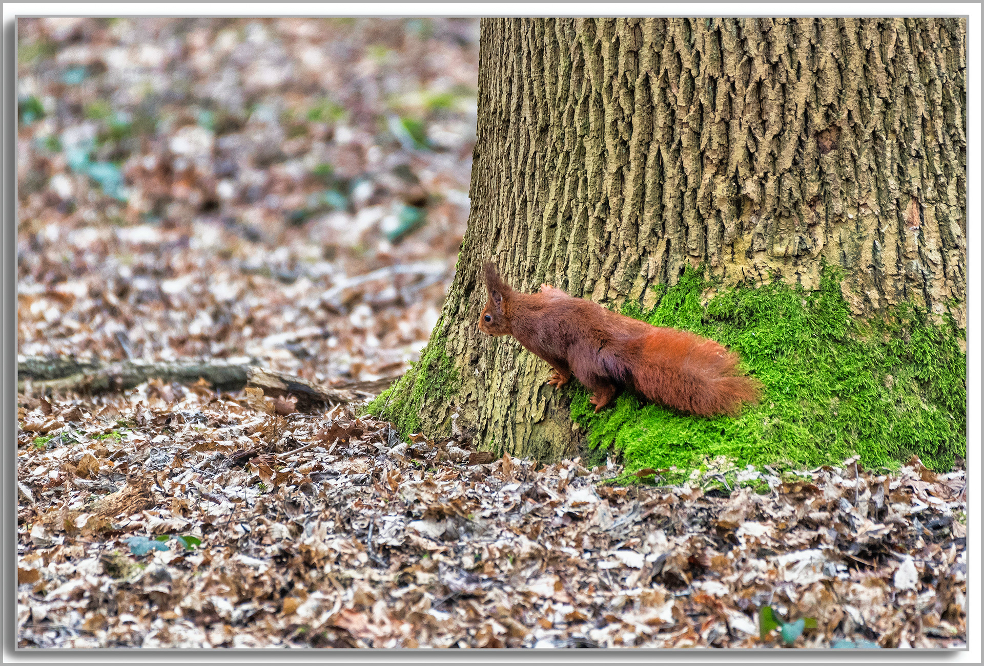 Ecureuil roux d'Europe - Sciurus vulgaris