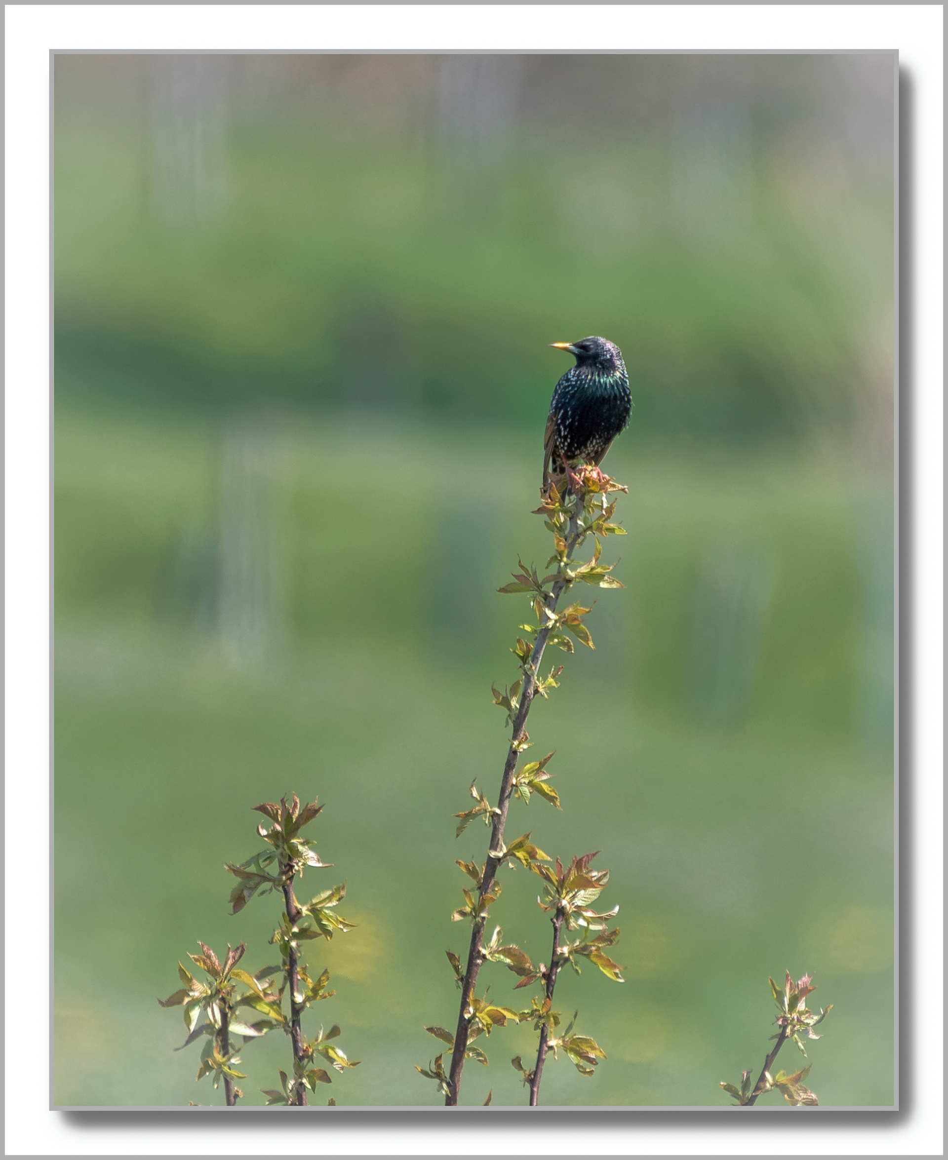 Etourneau Sansonnet - Sturnus Vulgaris