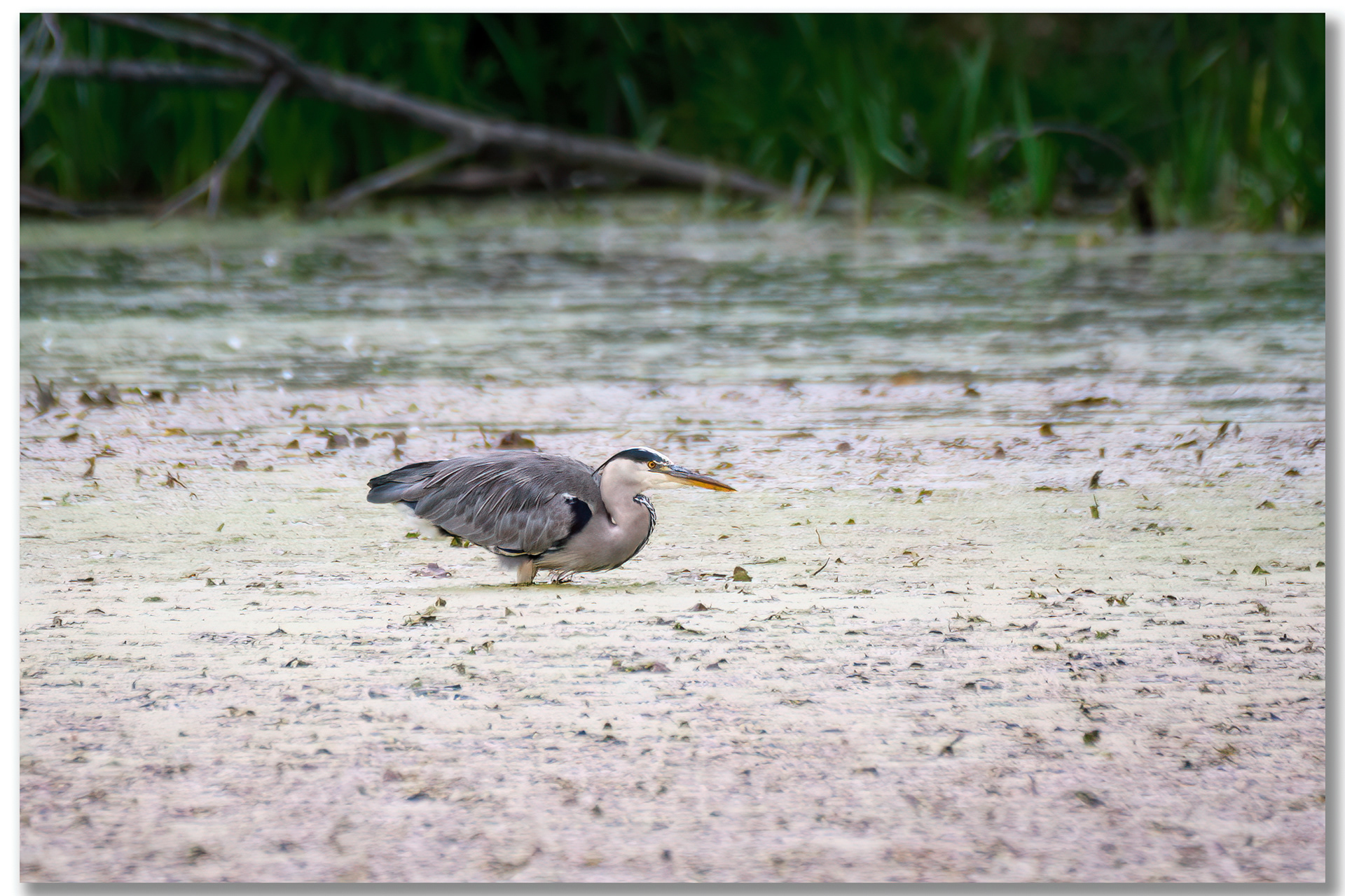 Héron cendré - Ardea Cinerea