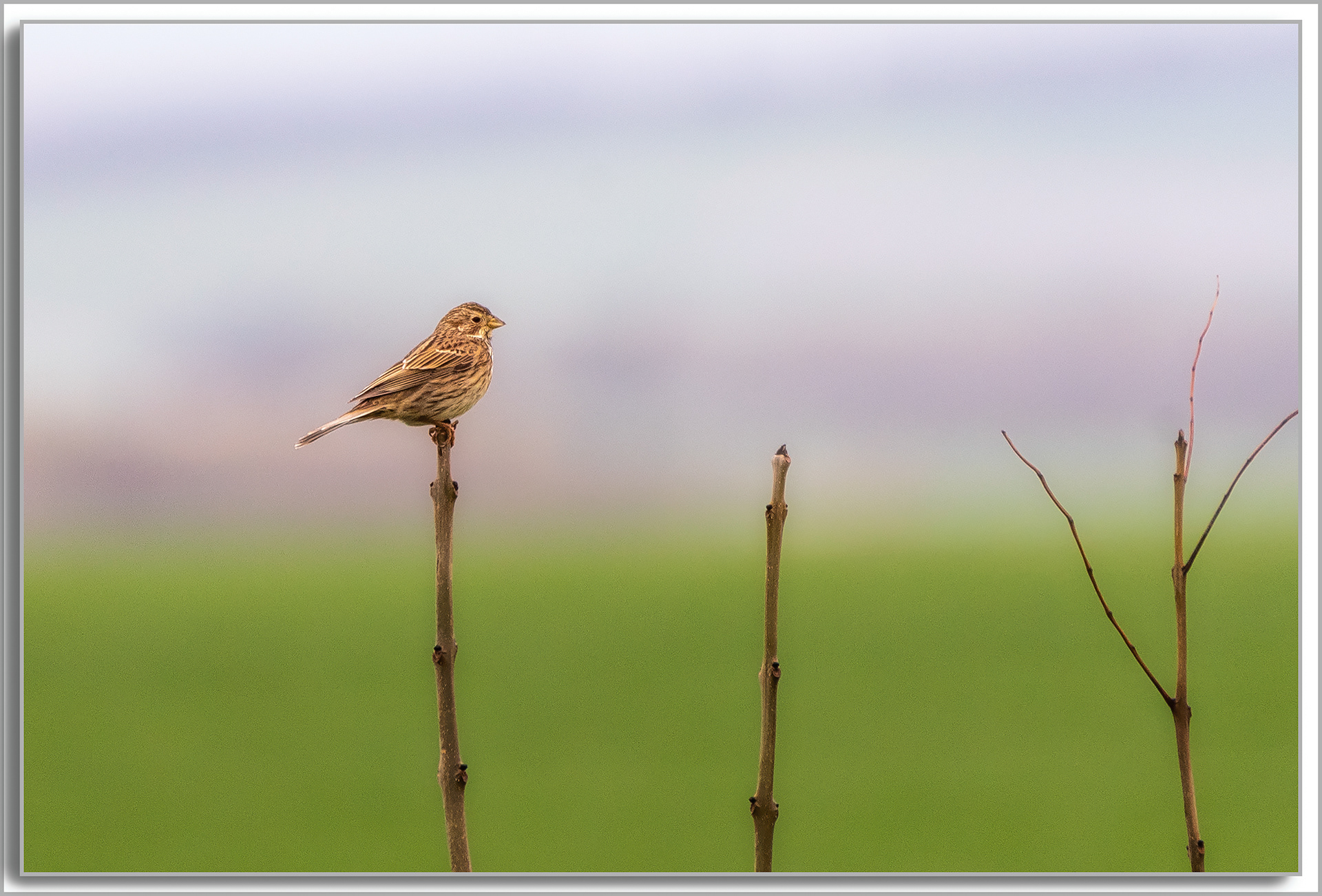 Bruant proyer - Emberiza calandra