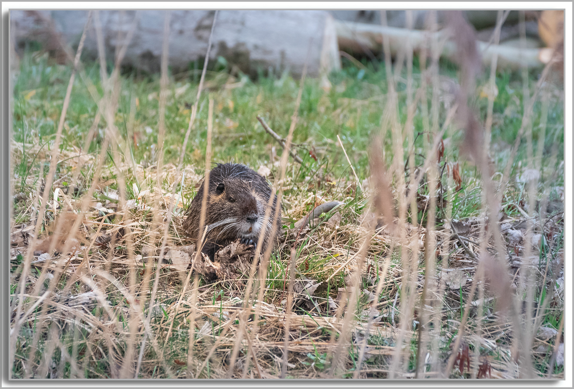 Ragondin - Myocastor Coypus