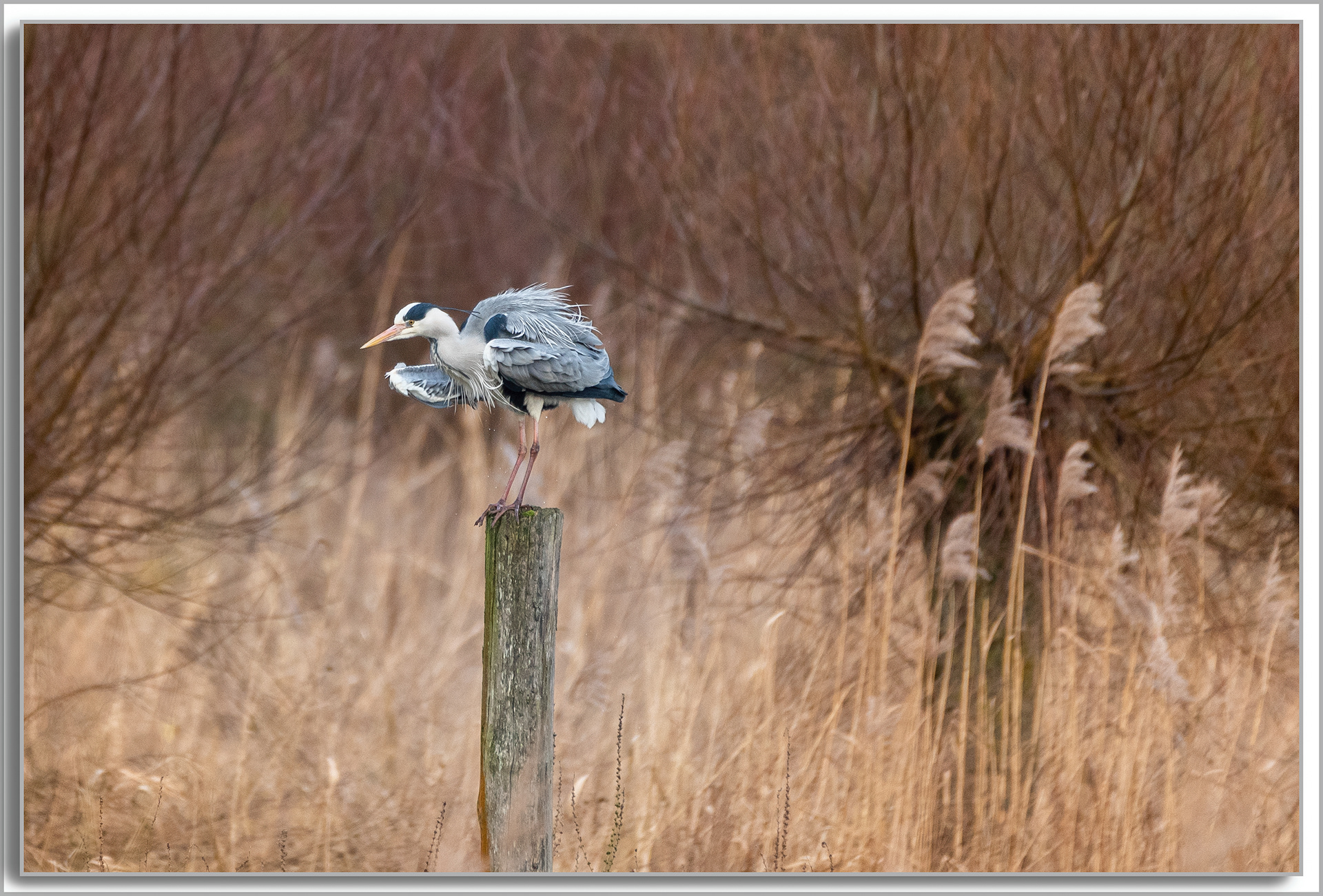 Héron cendré - Ardea Cinerea
