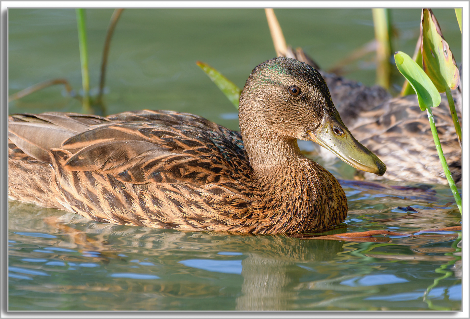 Canard Colvert - Anas platyrhynchos