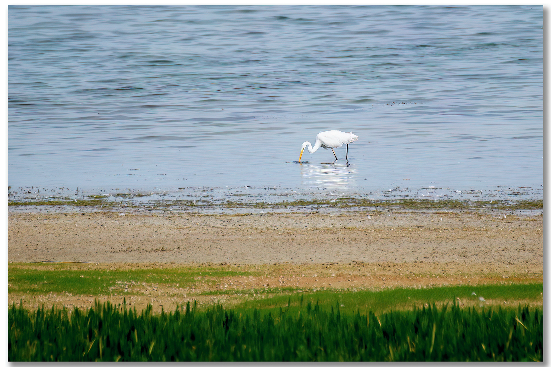 Grande Aigrette - Ardea Alba