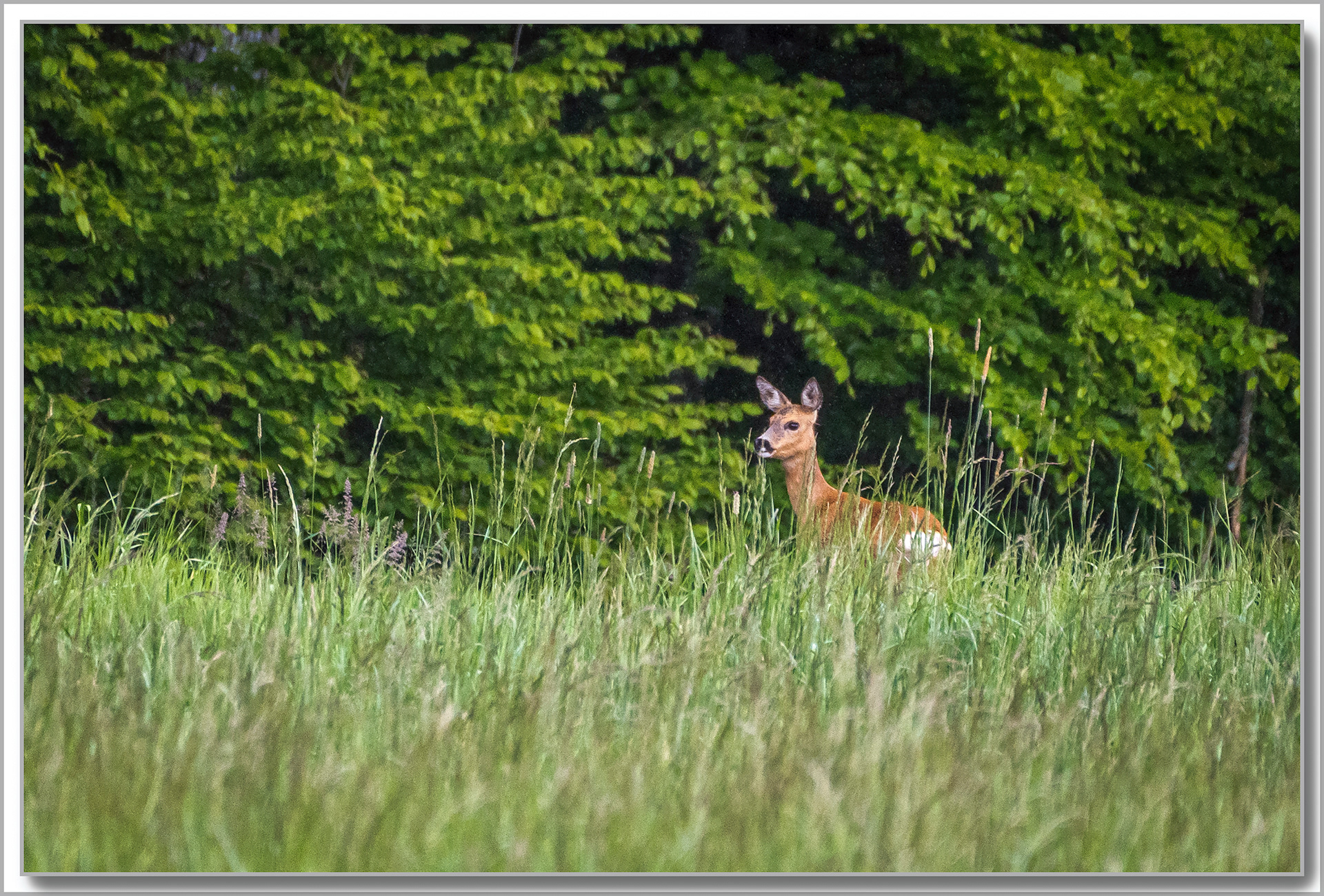 Chevreuil - Capreolus capreolus