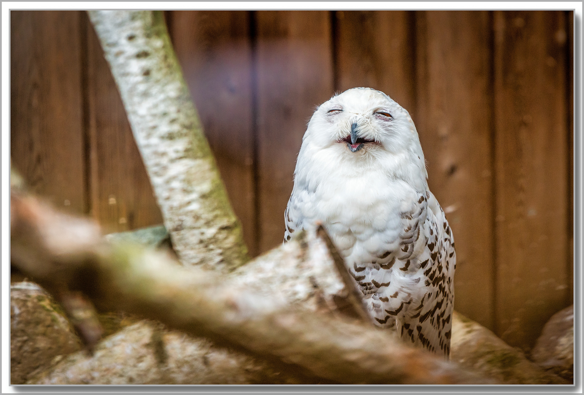 Harfang des neiges - Bubo scandiacus