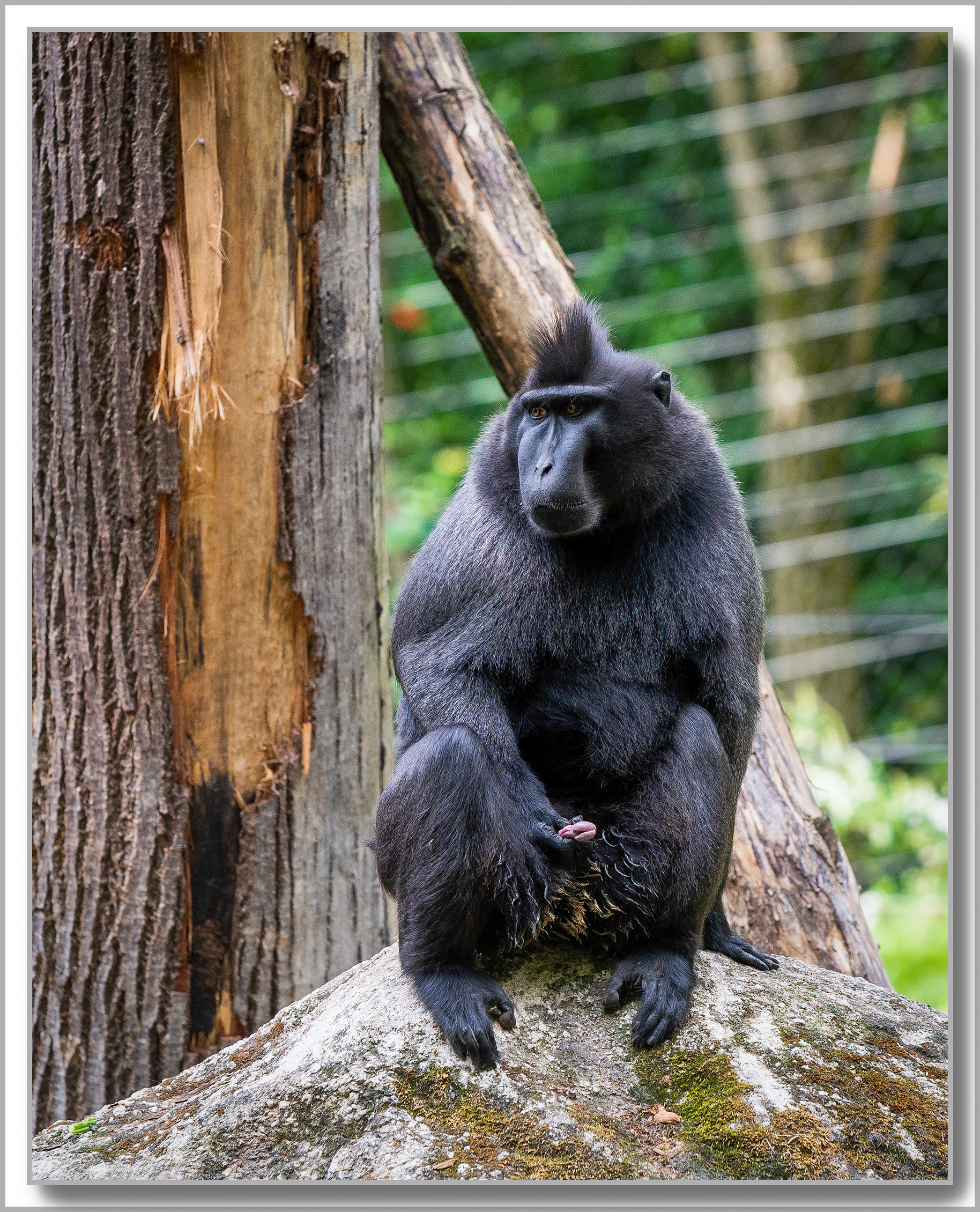macaque à crête - Macaca Hecki