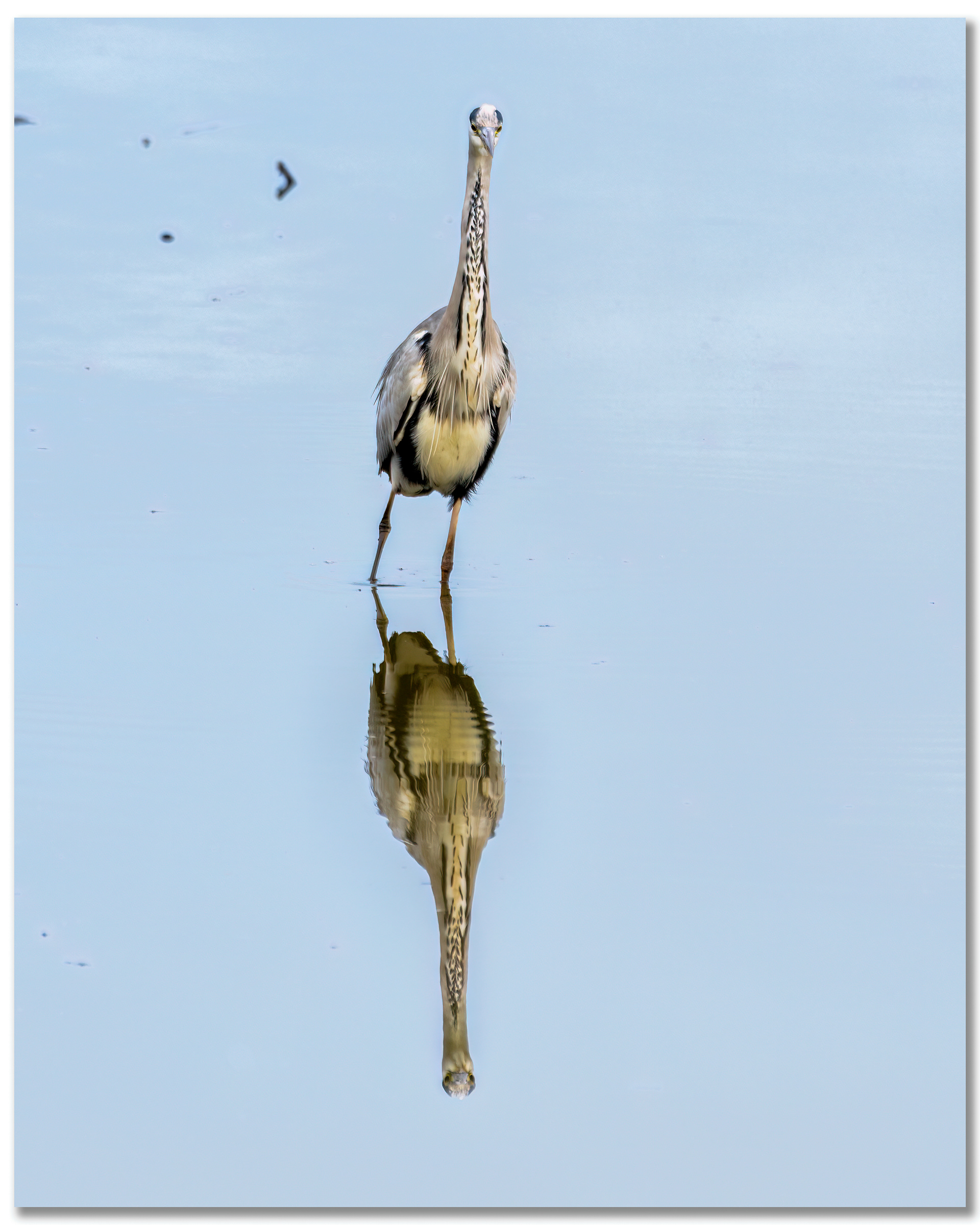 Héron cendré - Ardea Cinerea