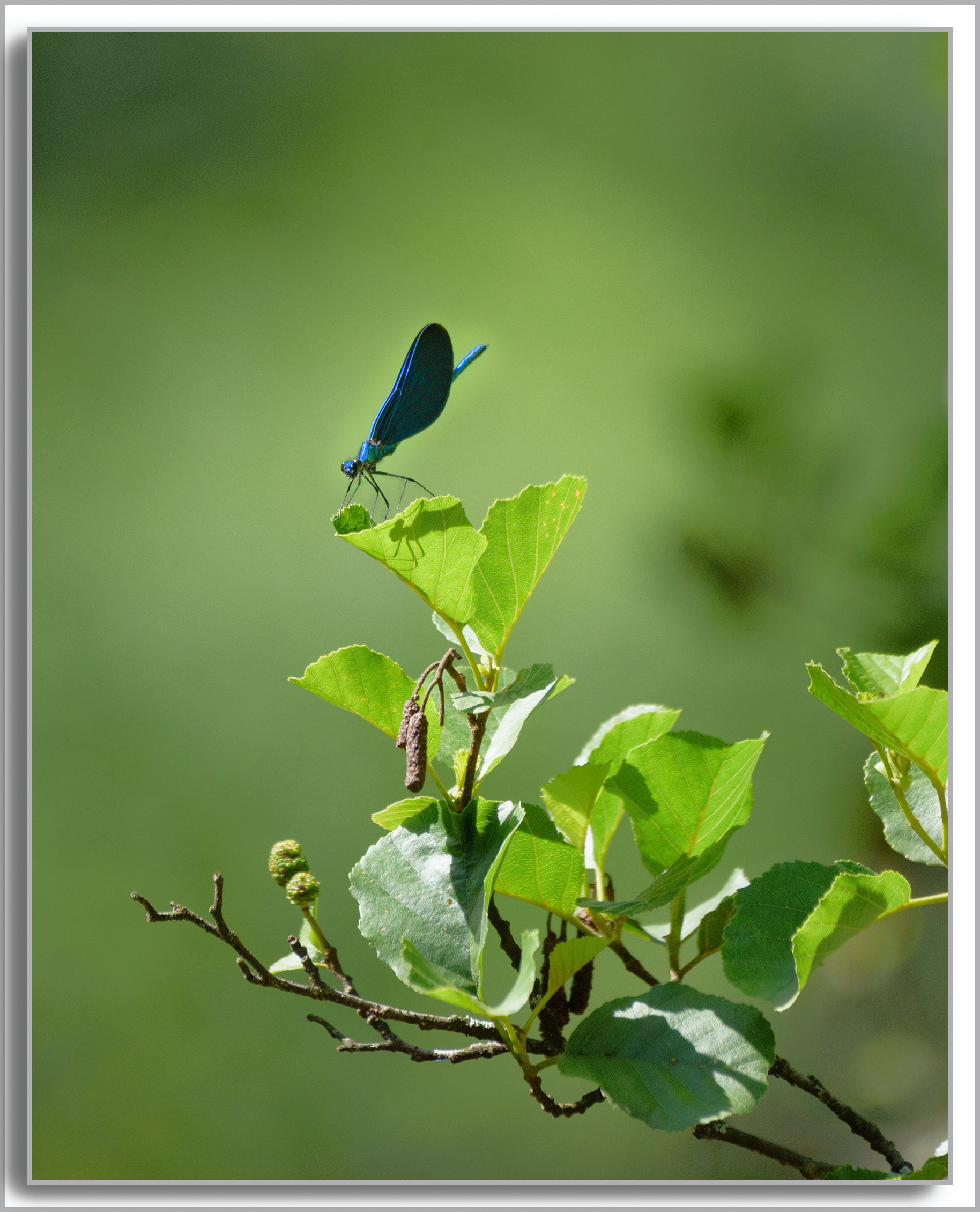 Caloptéryx vierge - Calopteryx virgo