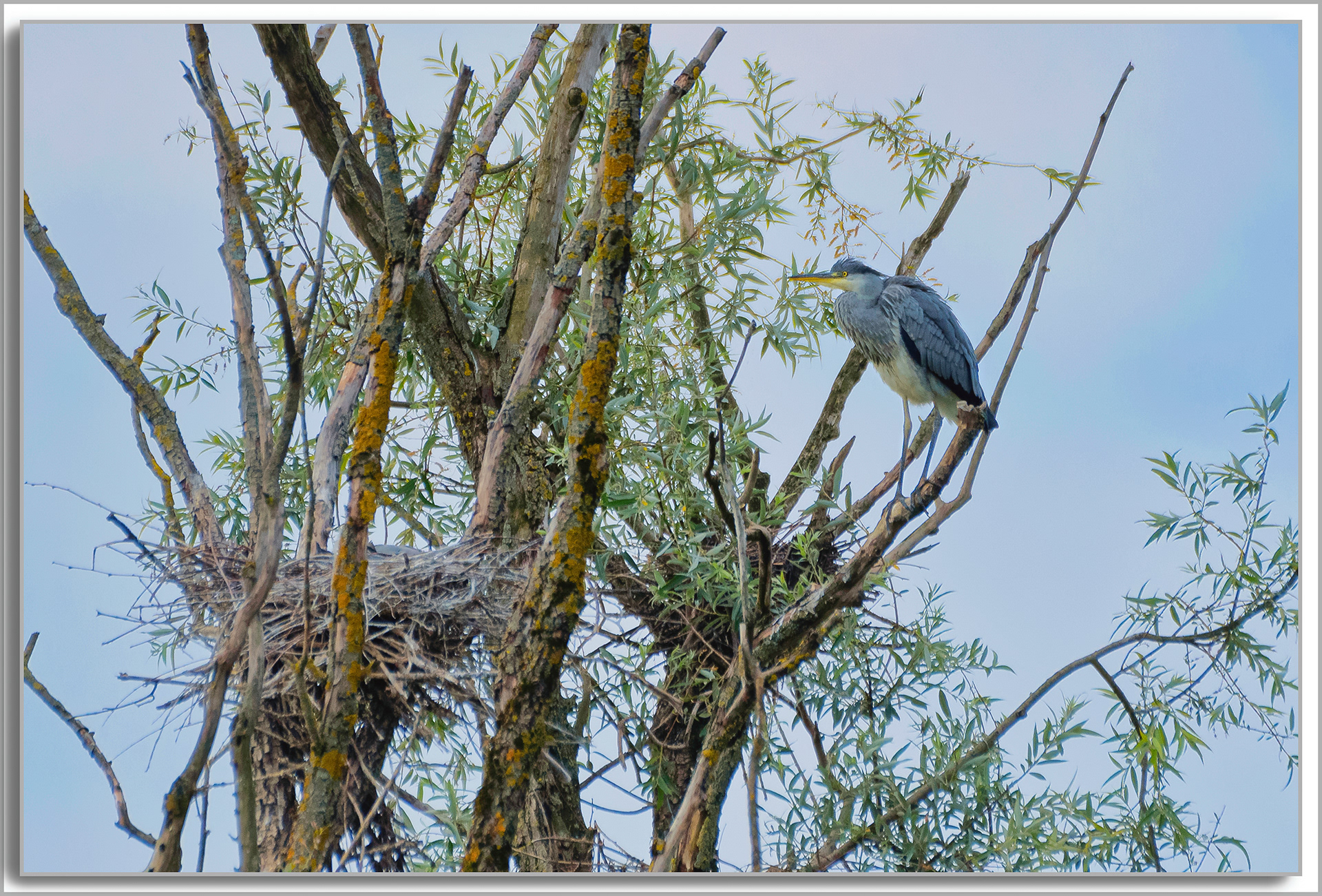 Héron cendré - Ardea Cinerea