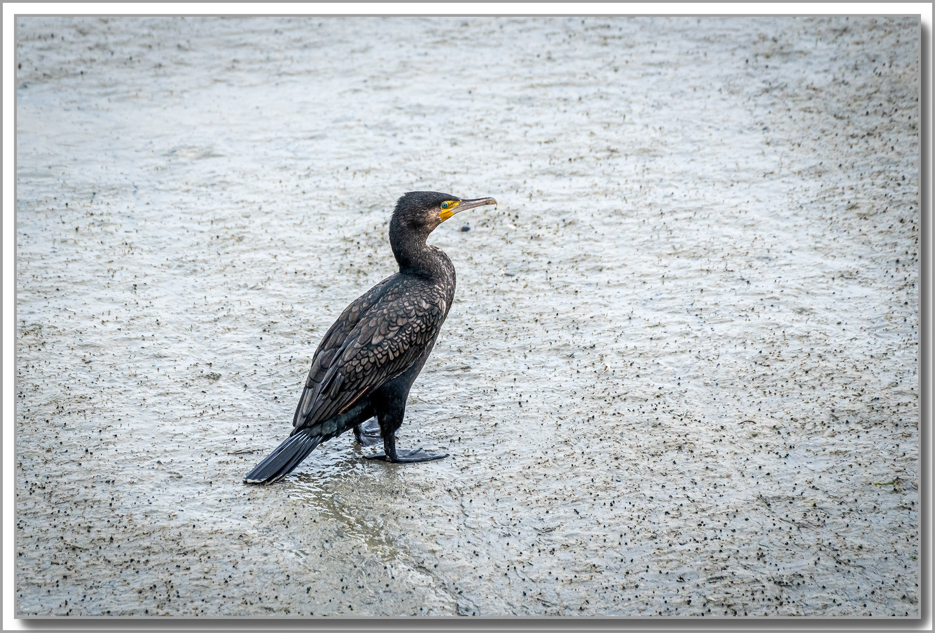 Grand Cormoran - Phalacrocorax carbo
