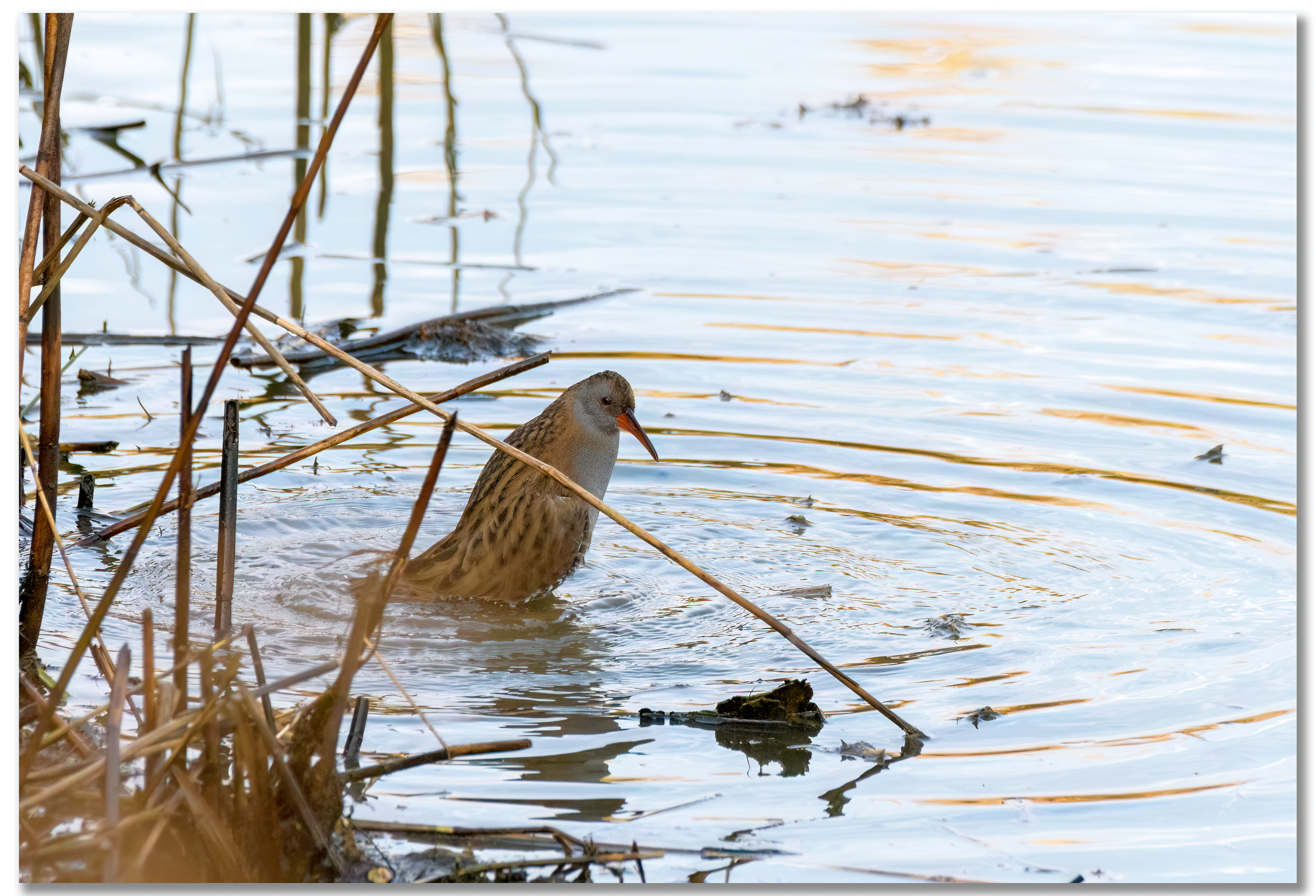 Râle d'eau - Rallus Aquaticus