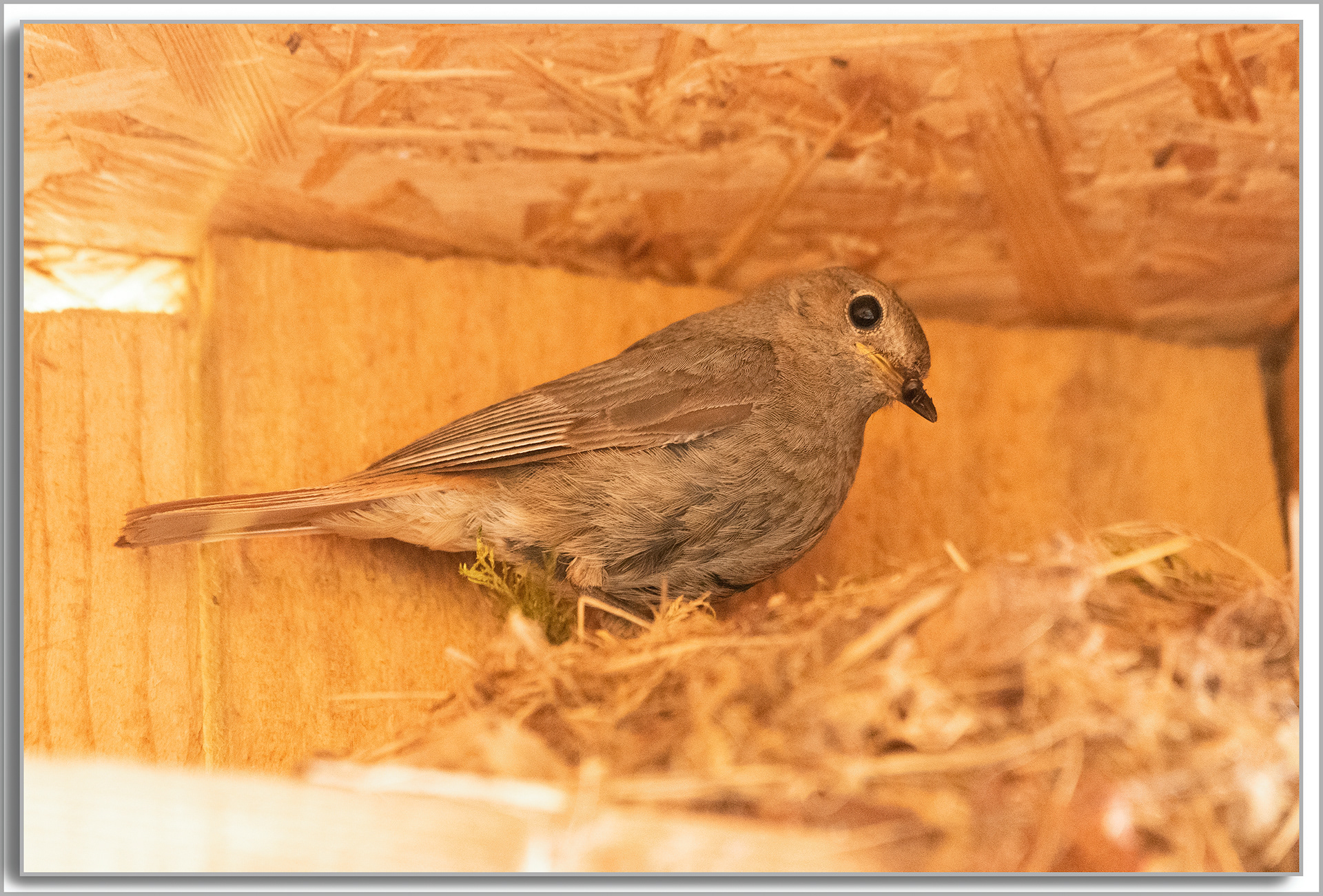 Rougequeue noir - Phoenicurus Ochruros
