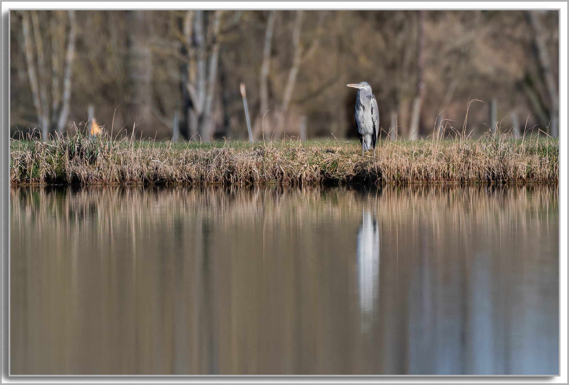 Héron cendré - Ardea cinerea
