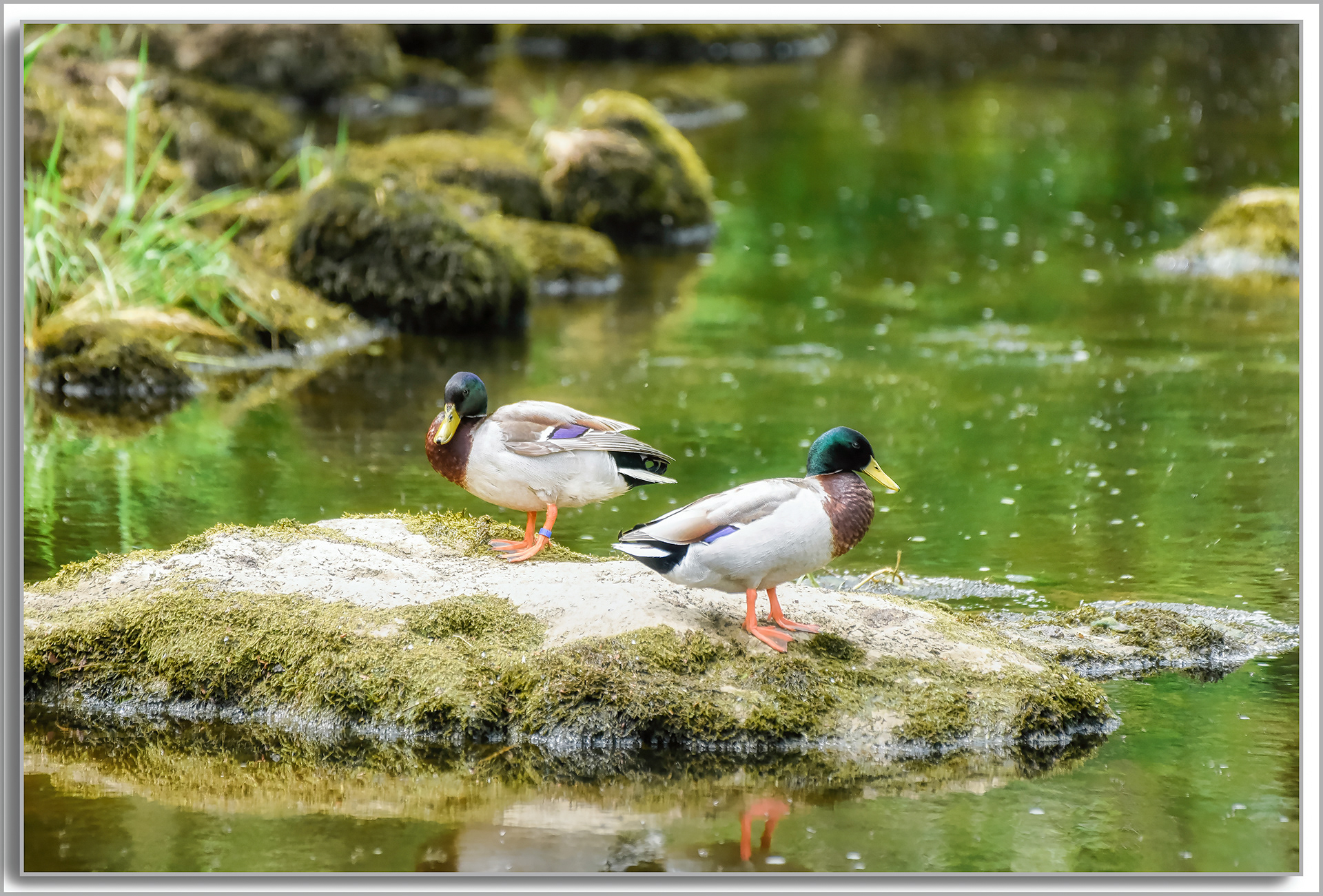 Canard Colvert - Anas platyrhynchos