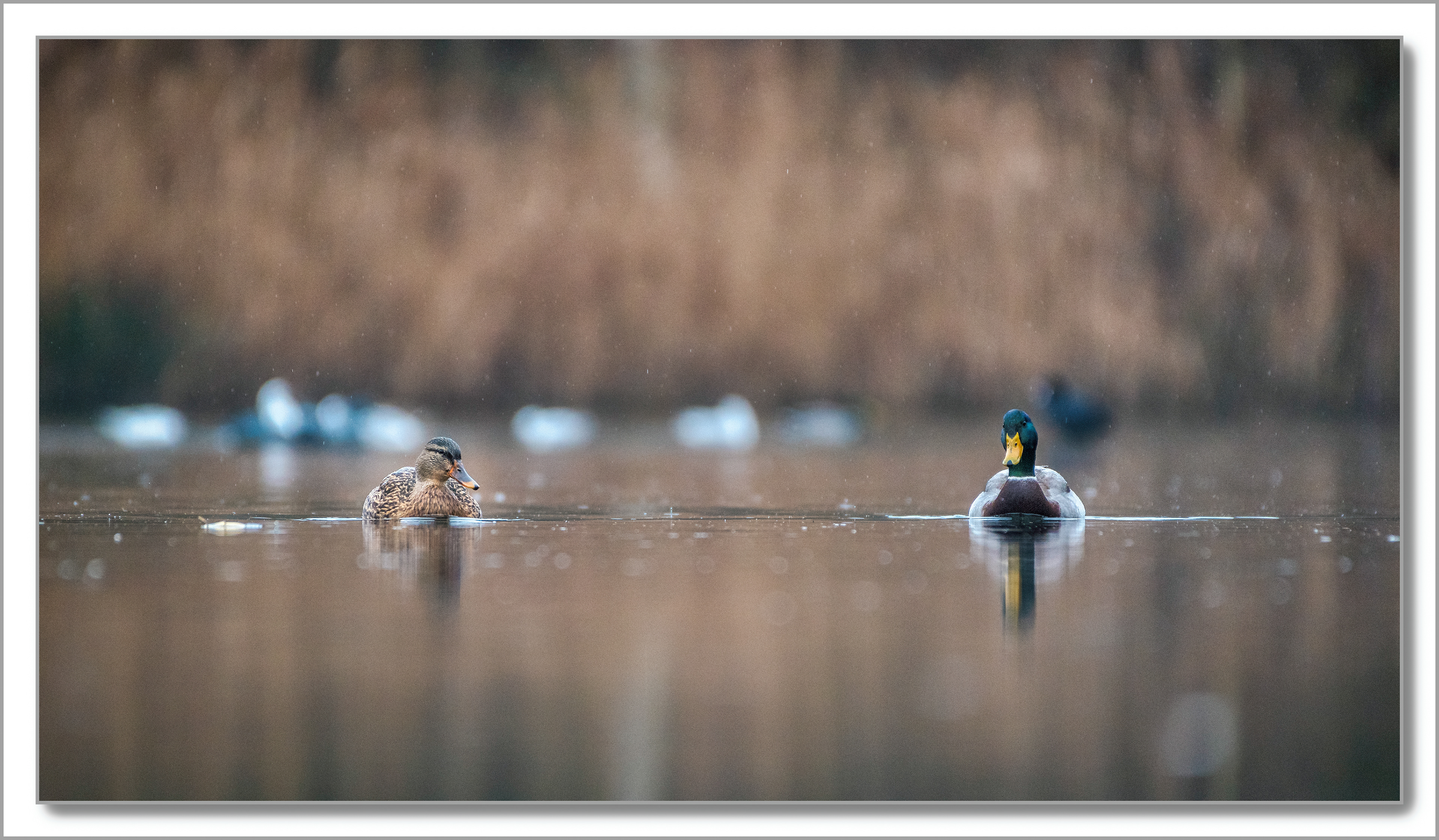 Canard Colvert - Anas platyrhynchos