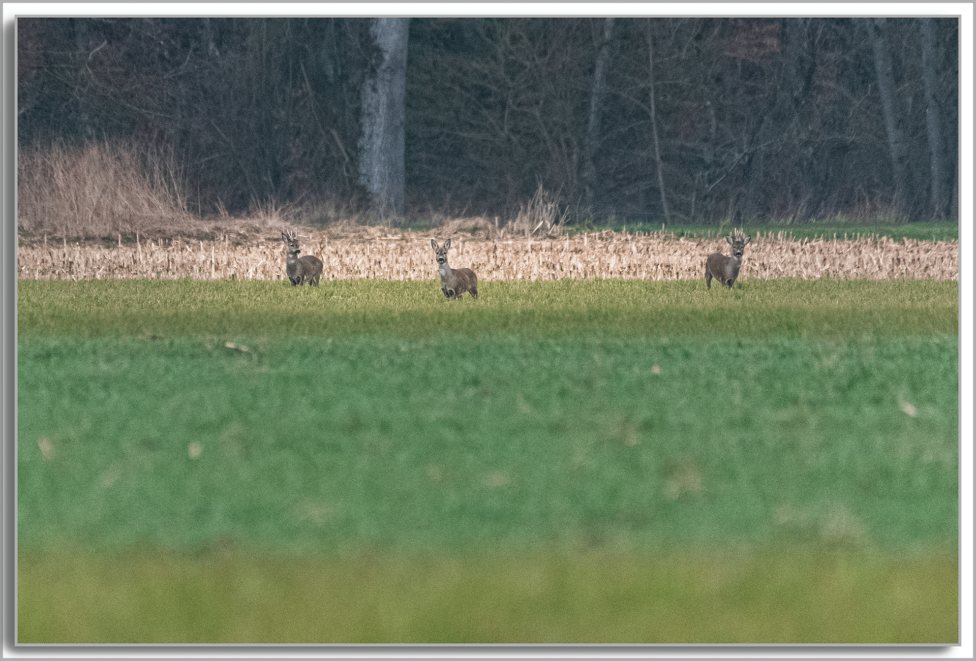 Chevreuil - Capreolus capreolus