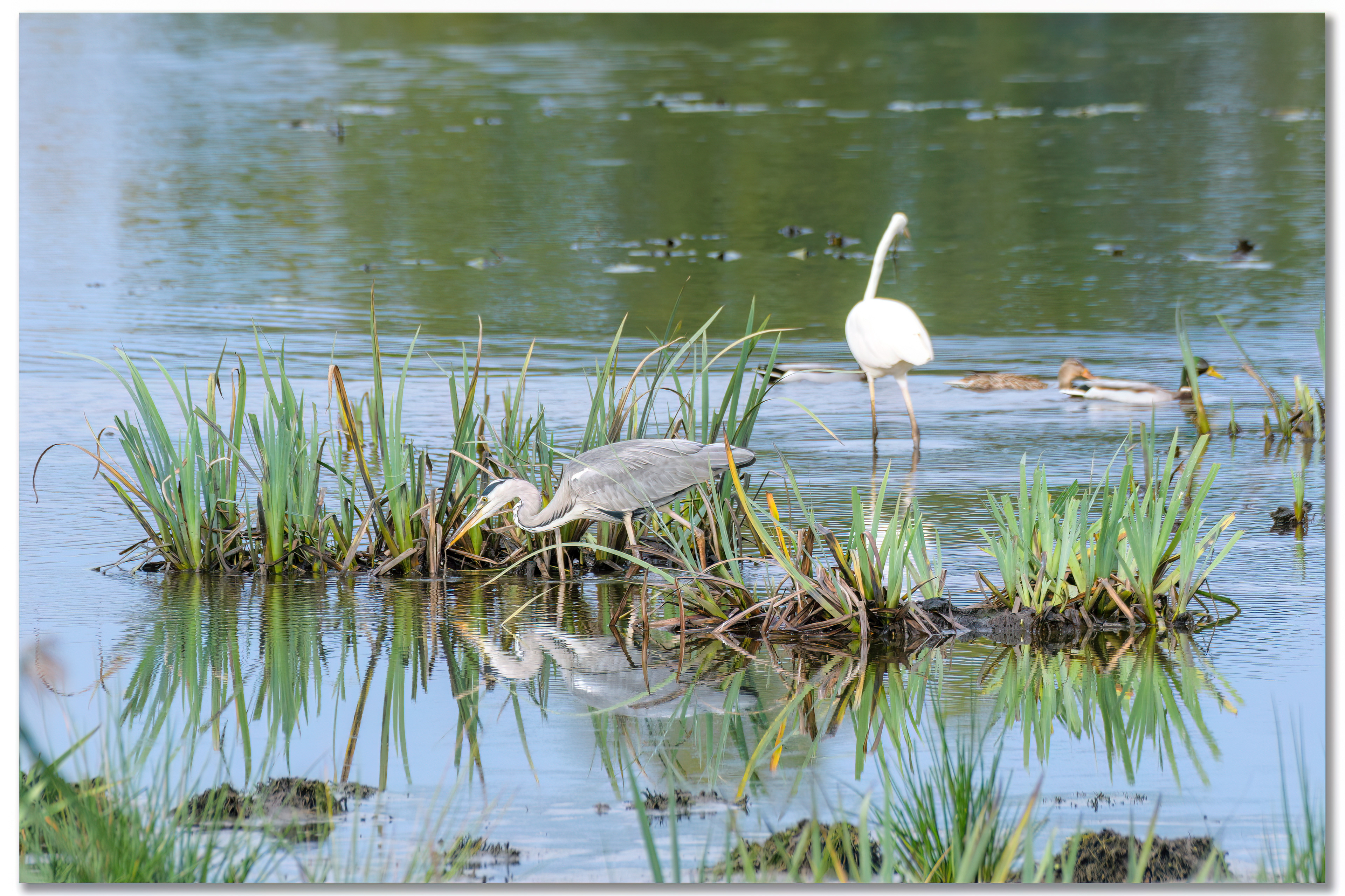 Grande aigrette - Ardea alba , Héron cendré - Ardea cinerea