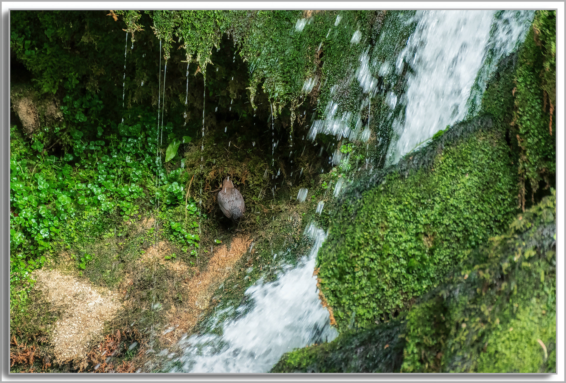 Cincle plongeur - Cinclus cinclus