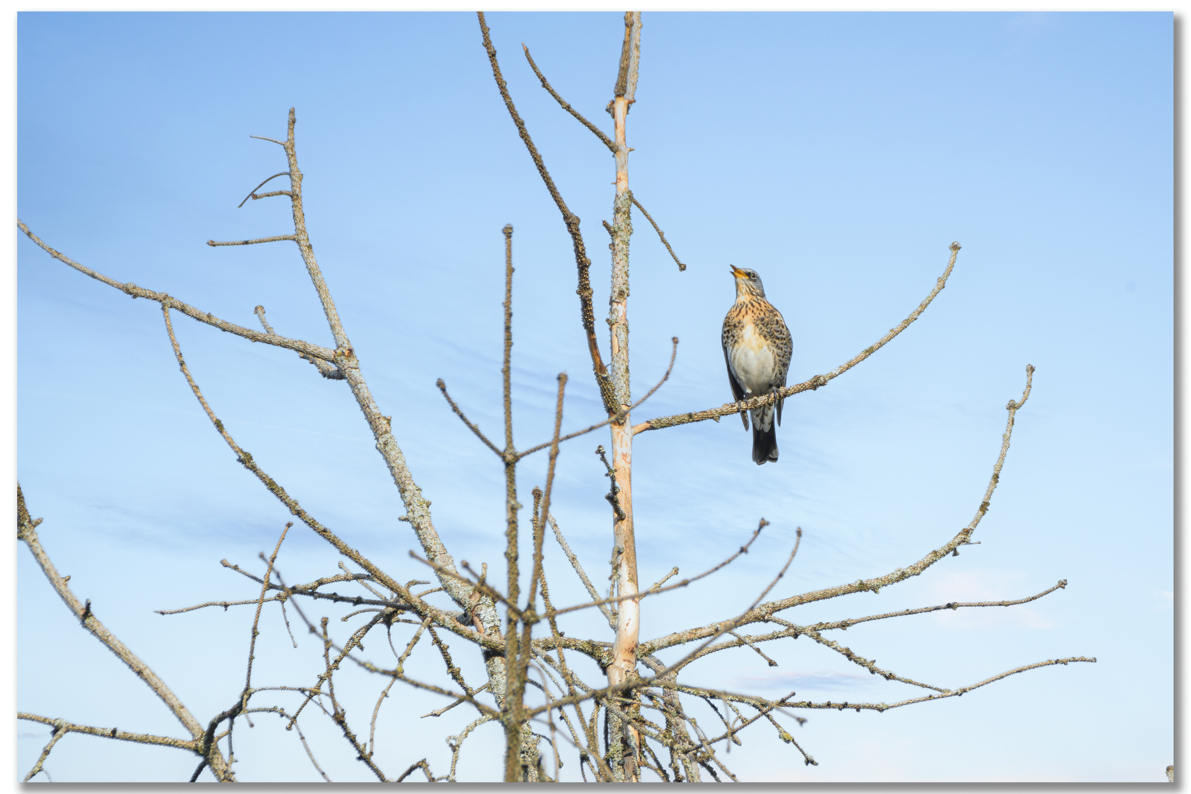 Grive litorne - Turdus pilaris