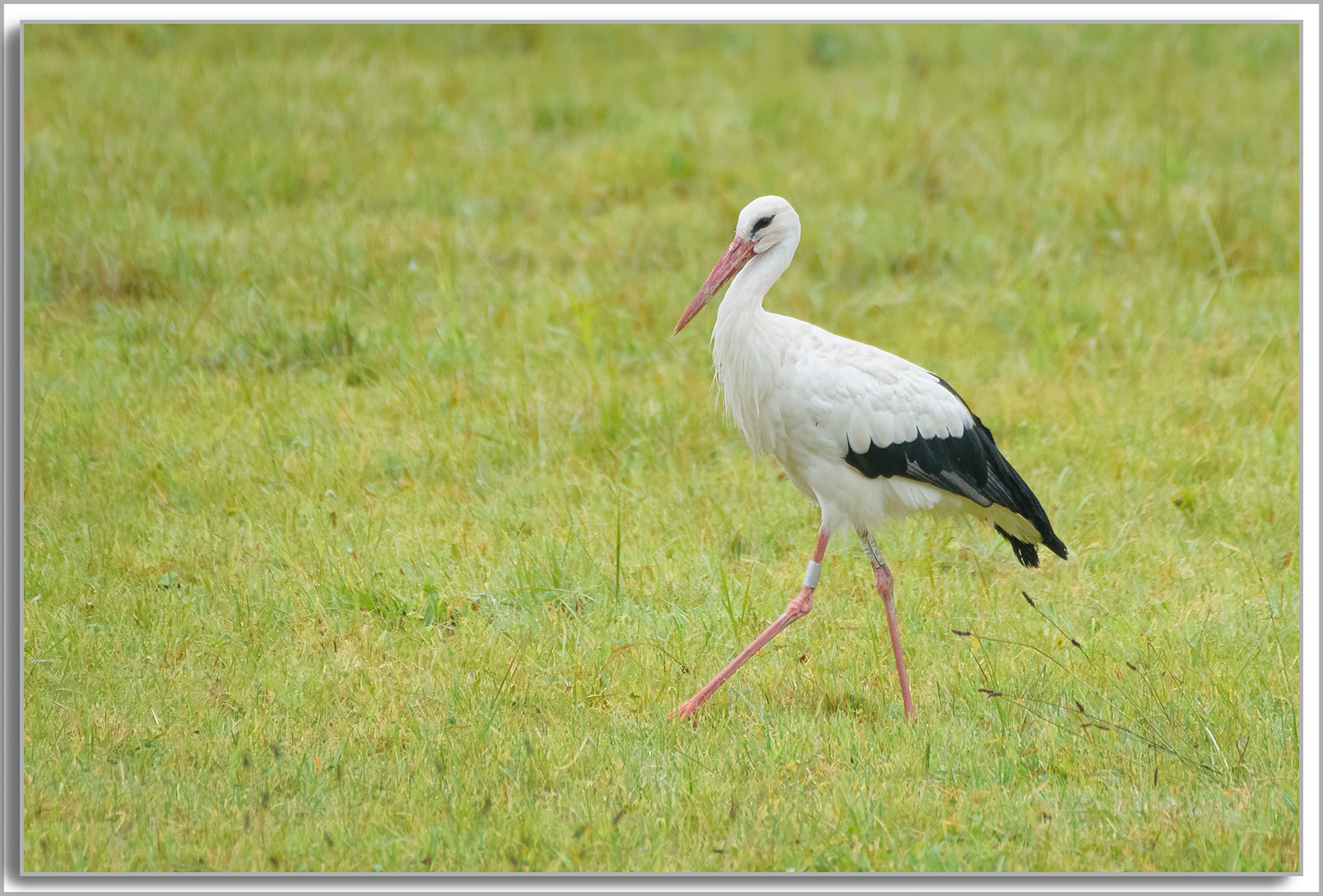 Cigogne blanche - ciconia ciconia