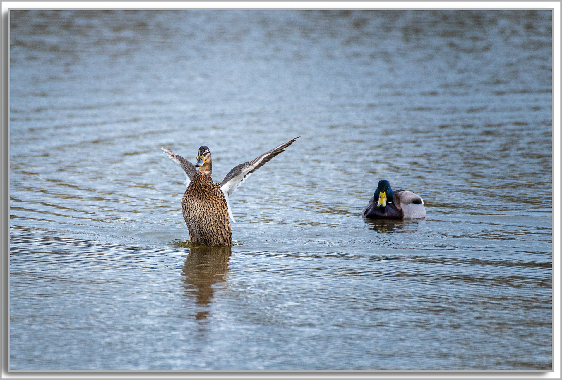 Canard Colvert - Anas platyrhynchos