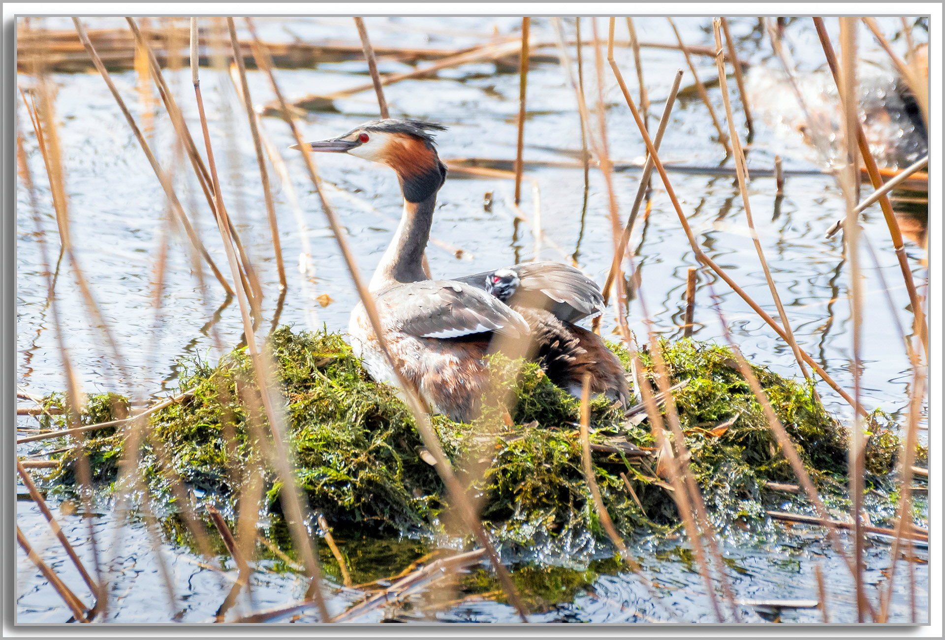 Grèbe huppé - Podiceps Cristatus