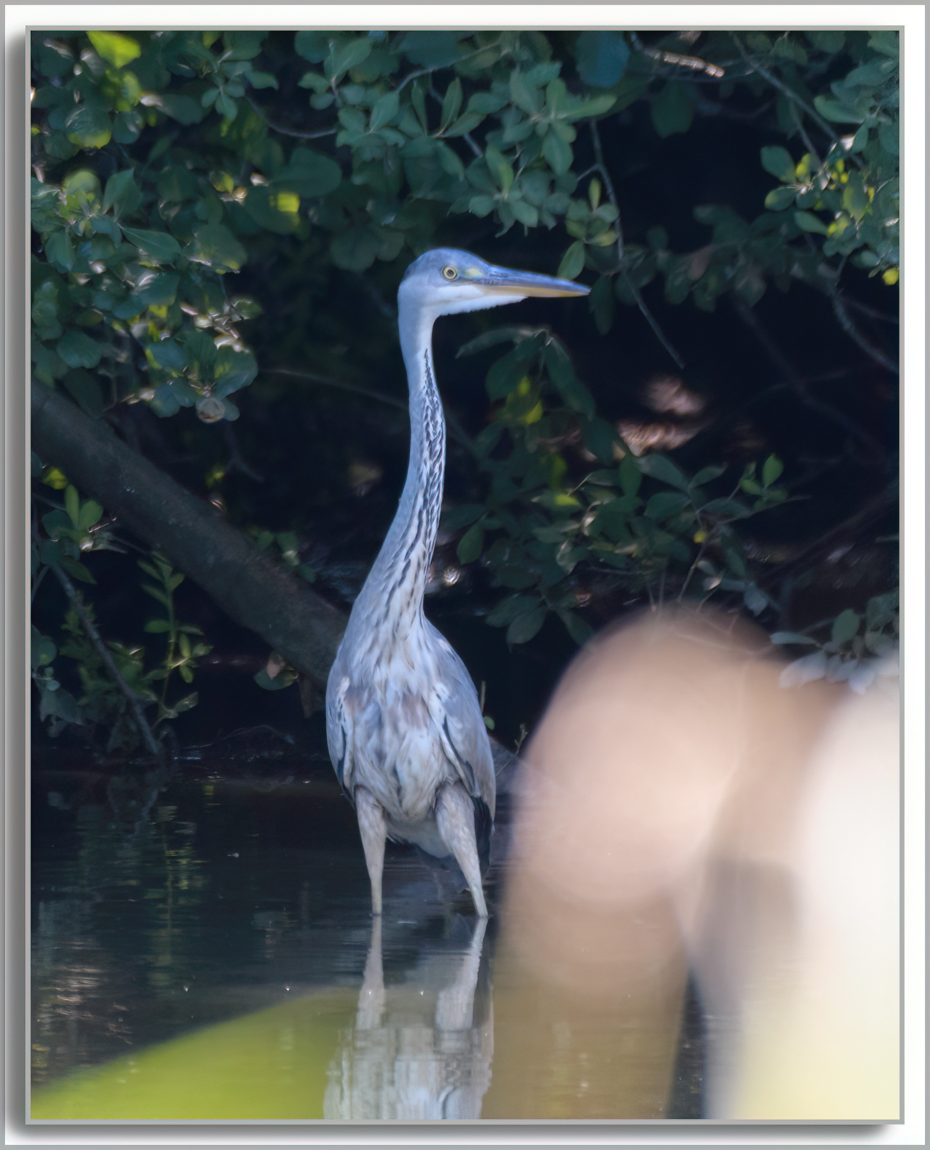 Héron cendré - Ardea Cinerea