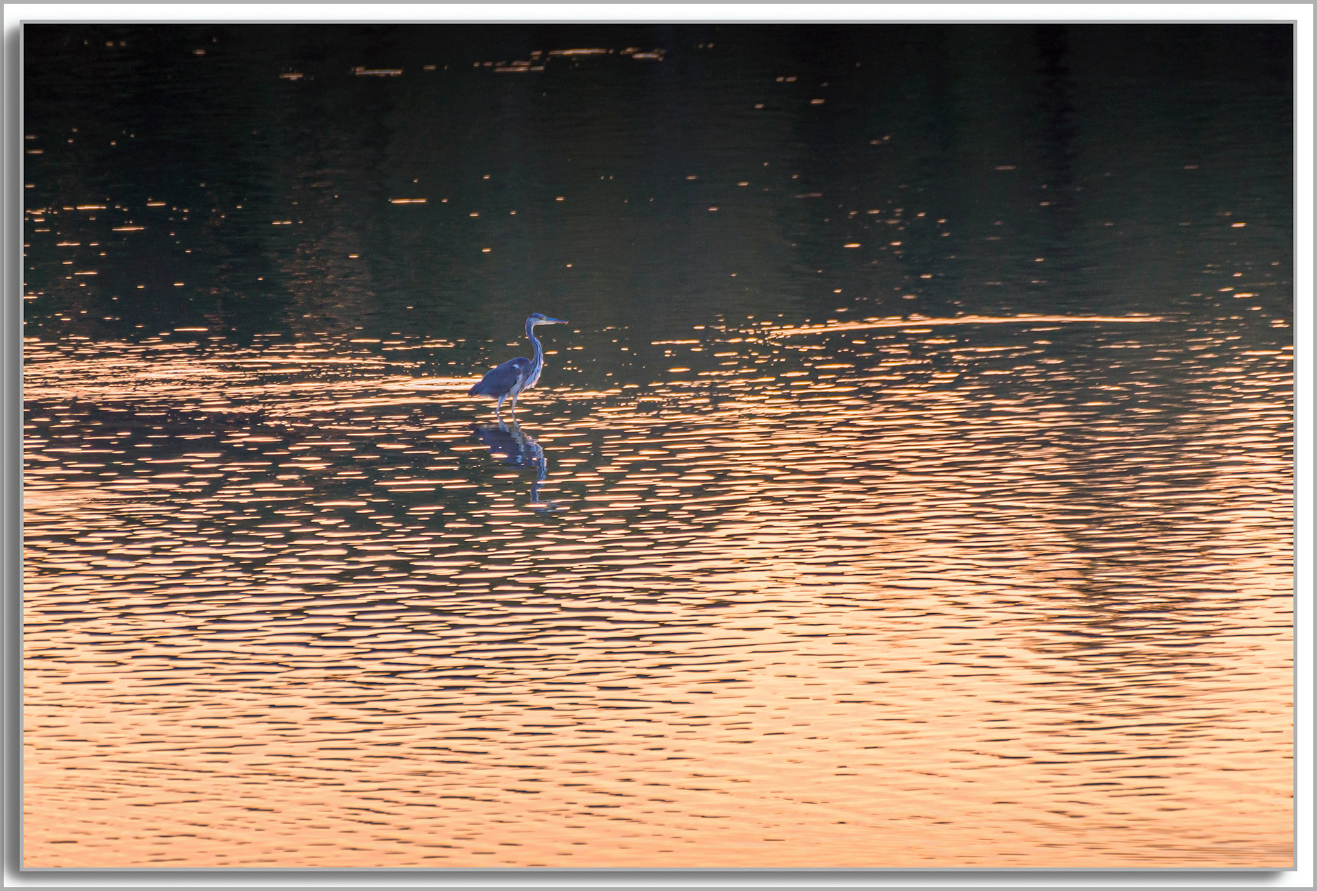 Héron cendré - Ardea Cinerea