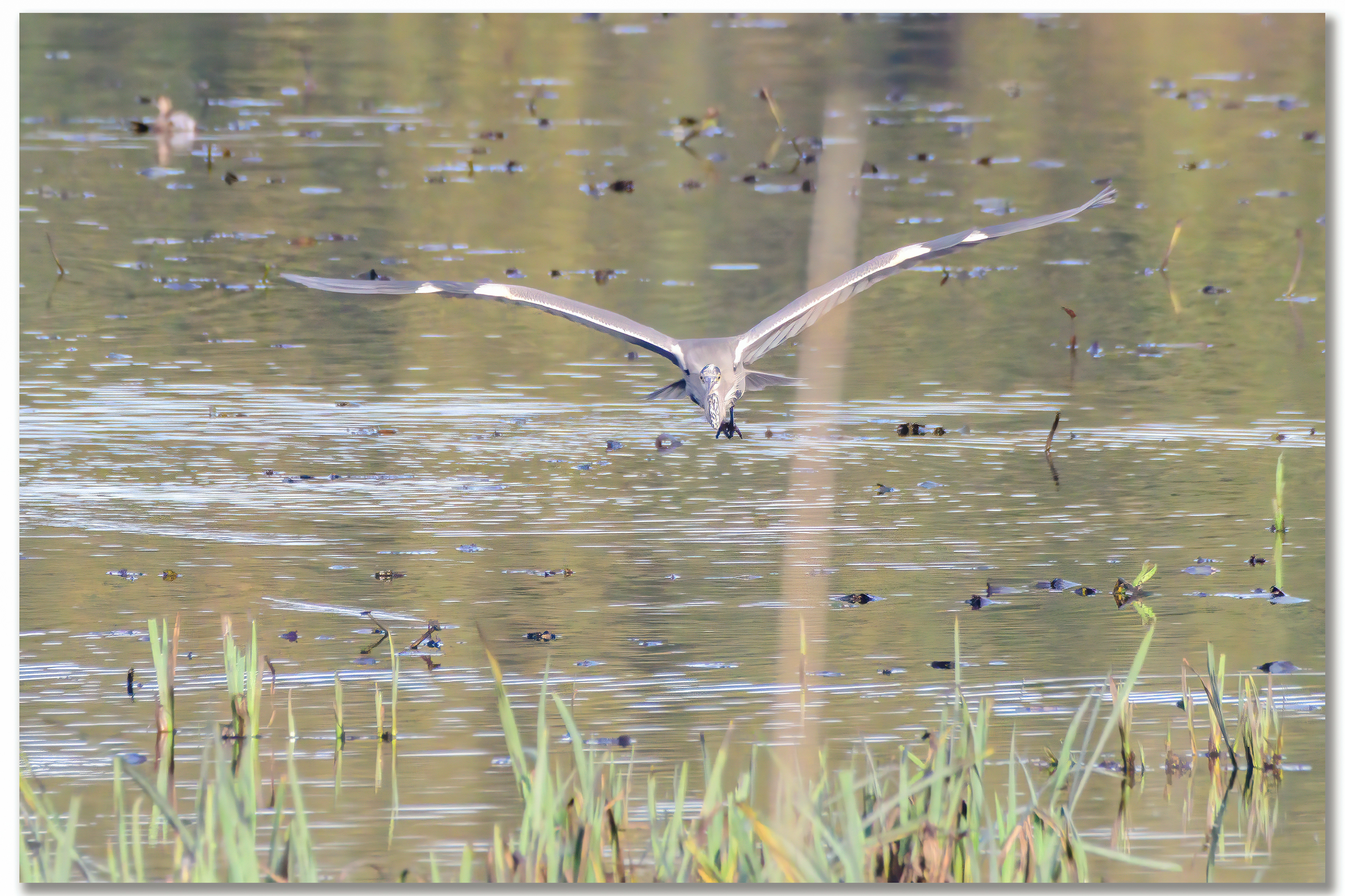 Héron cendré - Ardea Cinerea