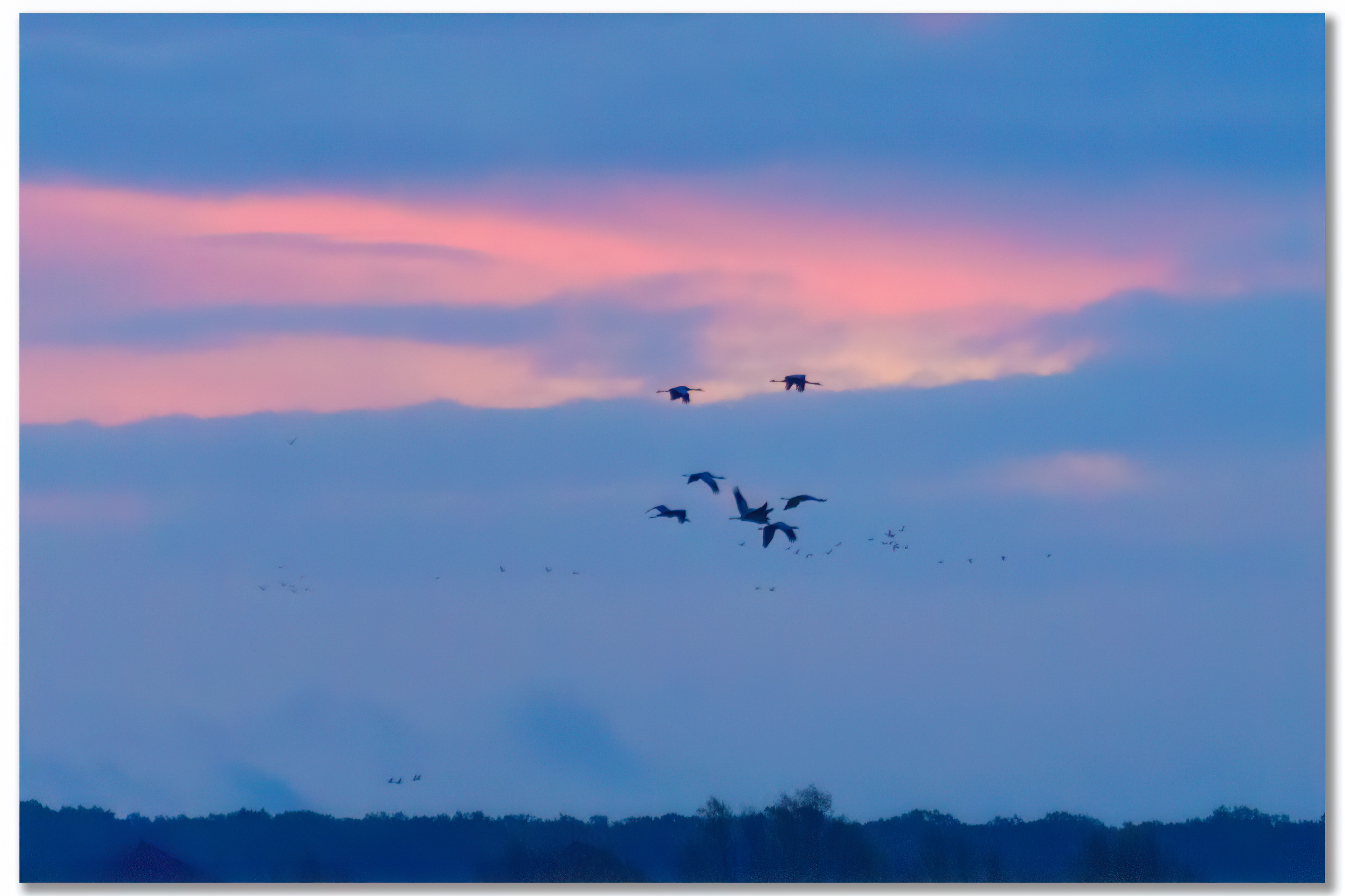Grue cendrée - Grus grus