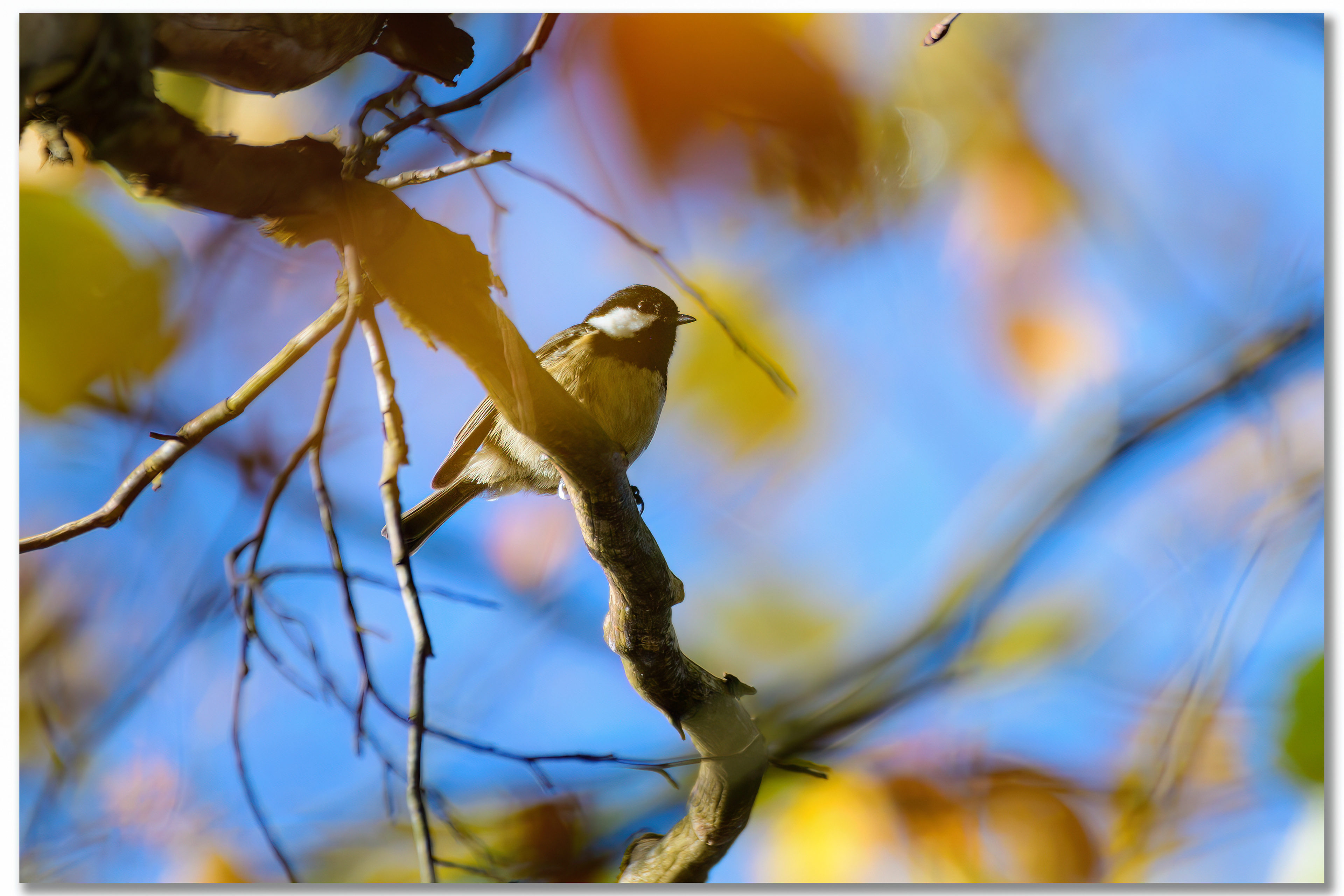 Mésange charbonnière - Parus major