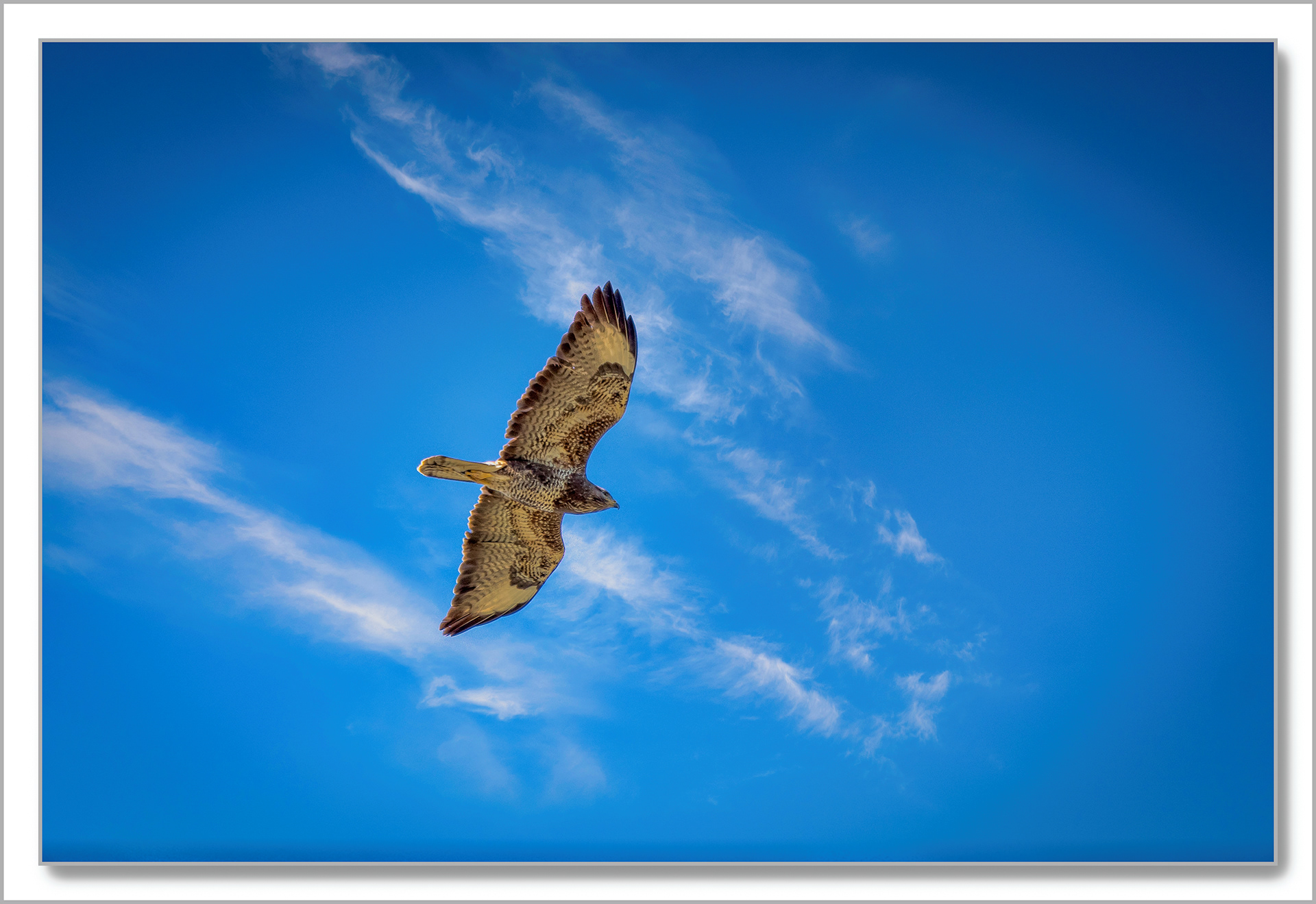 Buse variable - Buteo buteo