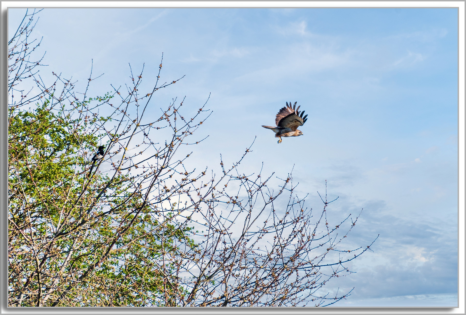 Buse variable - Buteo Buteo
