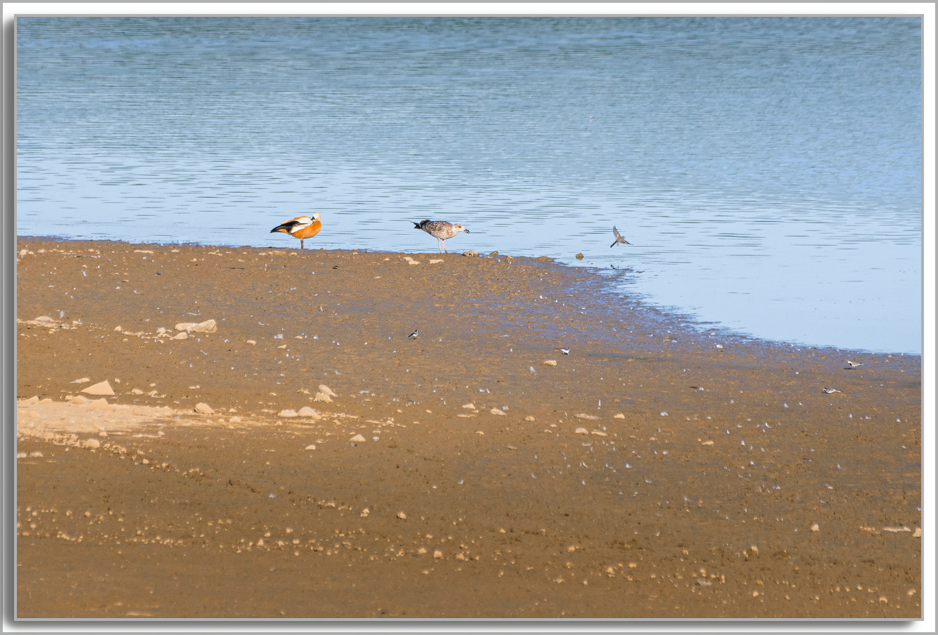 Bergeronnette grise - Motacilla alba, Goéland leucophée - Larus michahellis, Lac de Michelbach, Ouette d'Egypte - Alopochen aegyptiaca