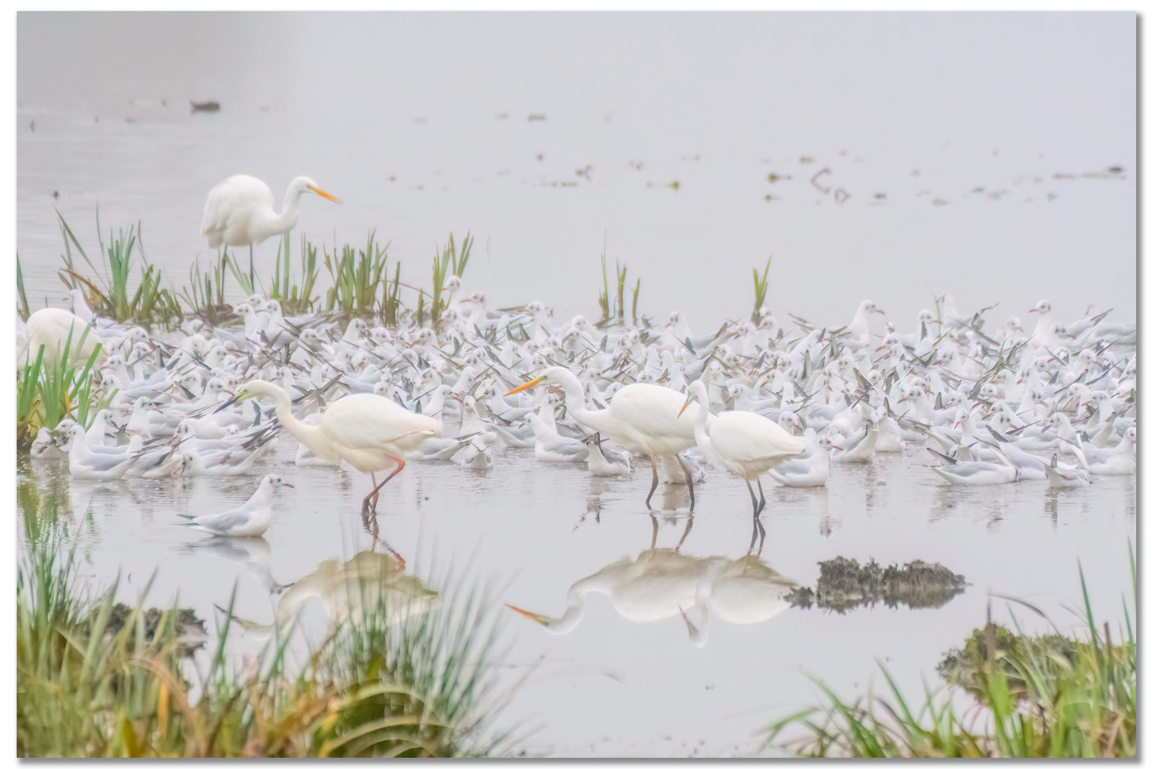 Grande Aigrette - Ardea Alba, Mouette rieuse - Chroicocephalus ridibundus
