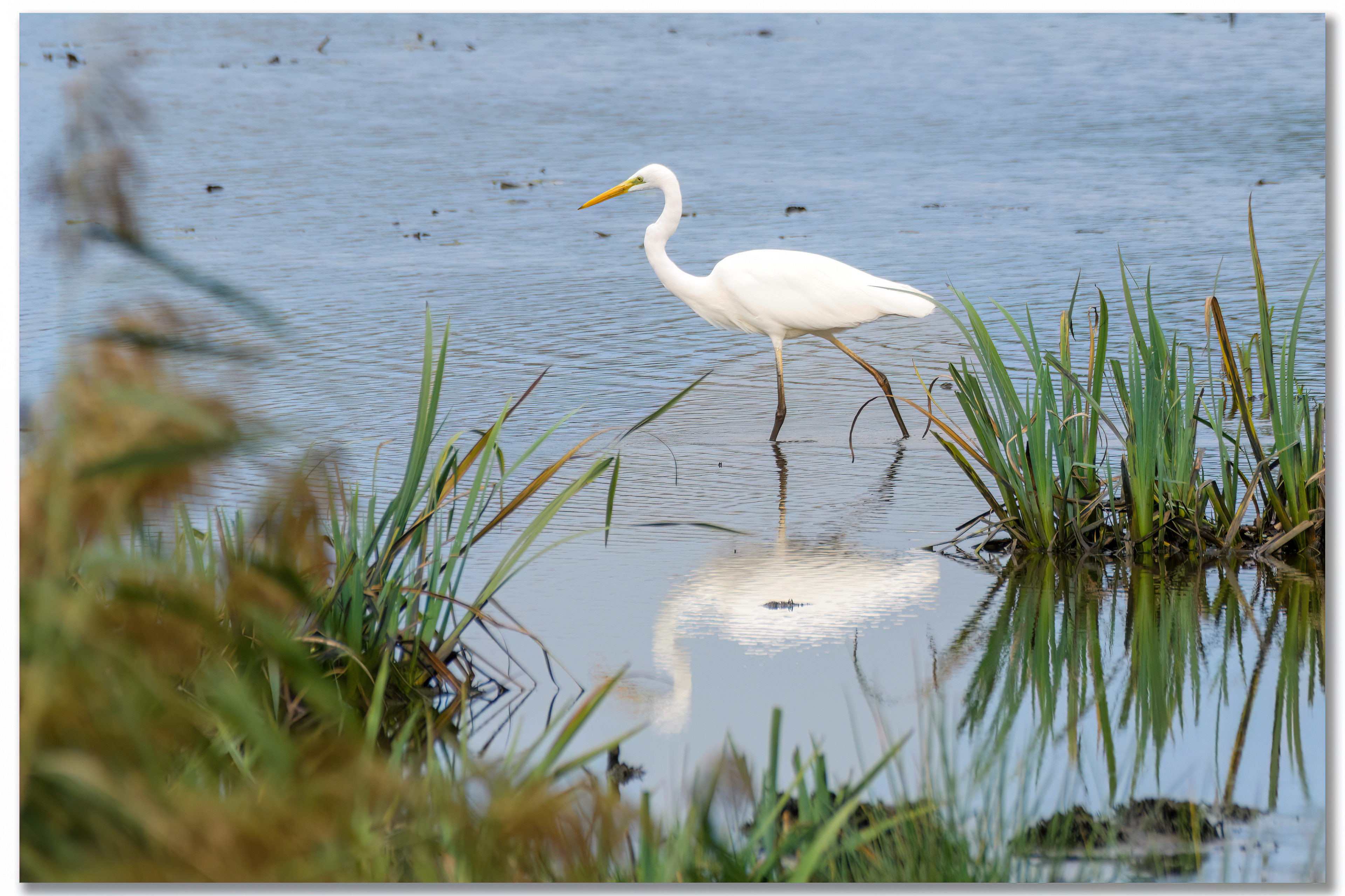 Grande aigrette - Ardea alba
