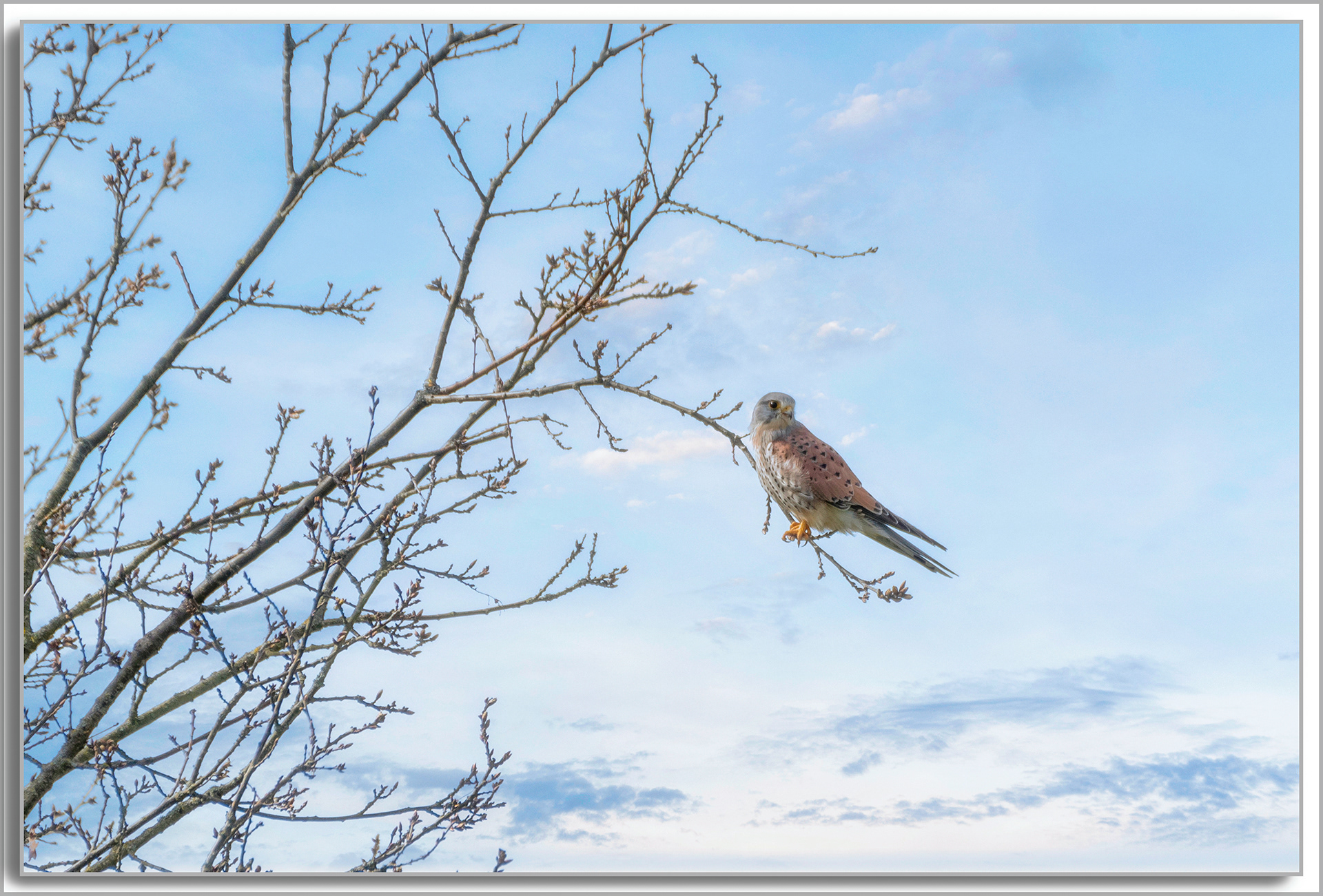 Faucon crécerelle - Falco Tinnunculus