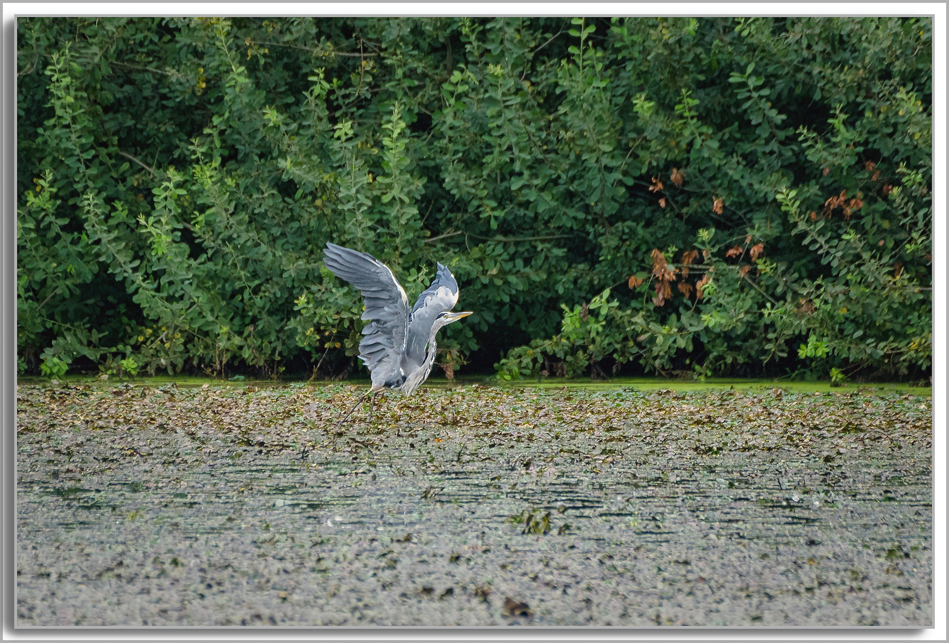 Héron cendré - Ardea Cinerea