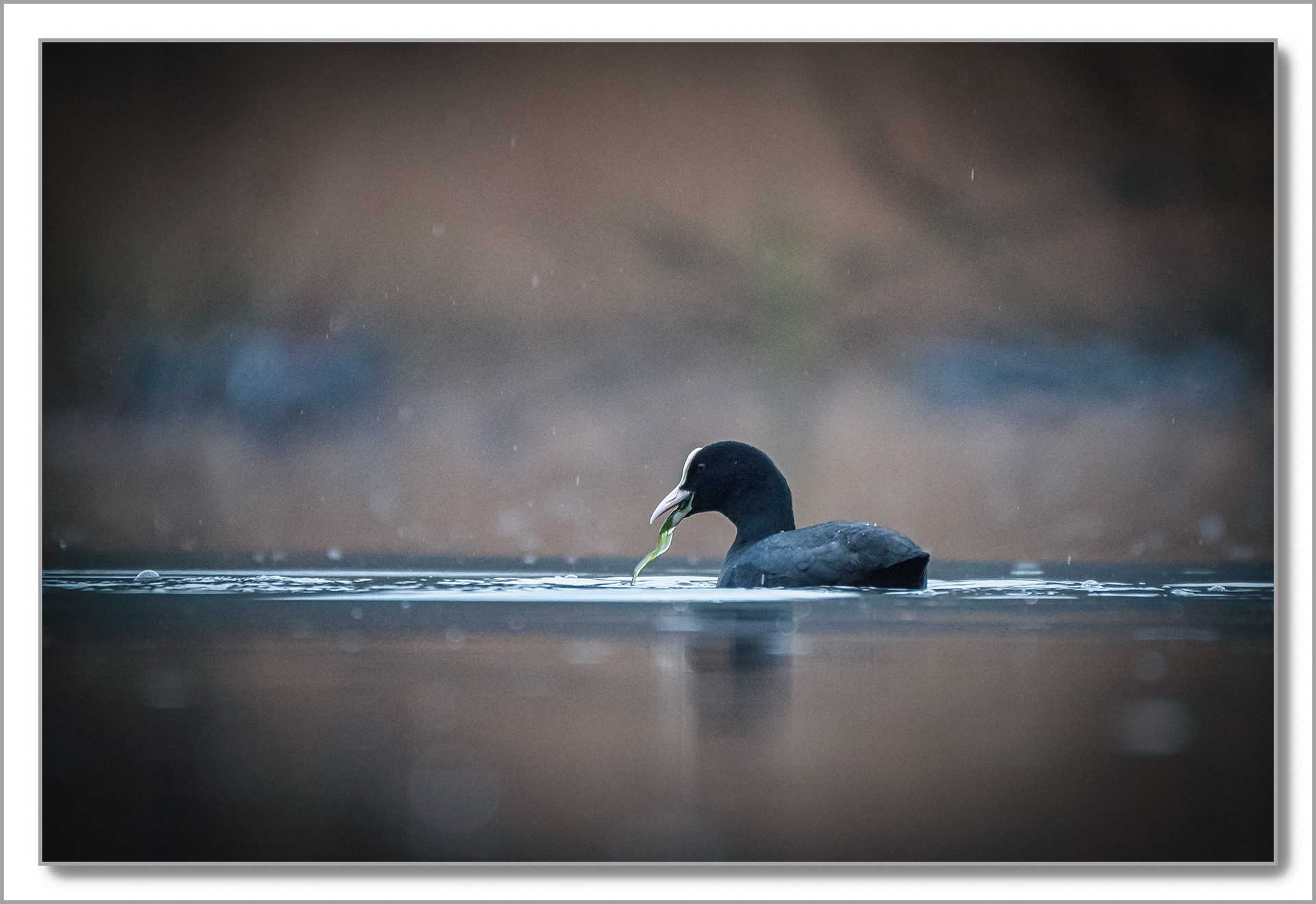 Foulque macroule - Fulica Atra