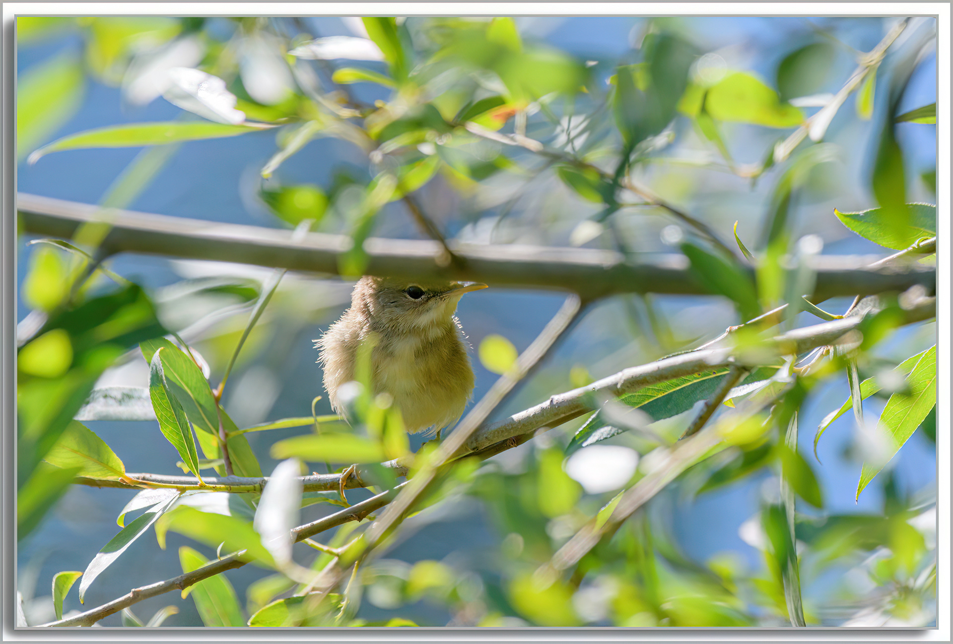 Pouillot véloce - Phylloscopus Collybita