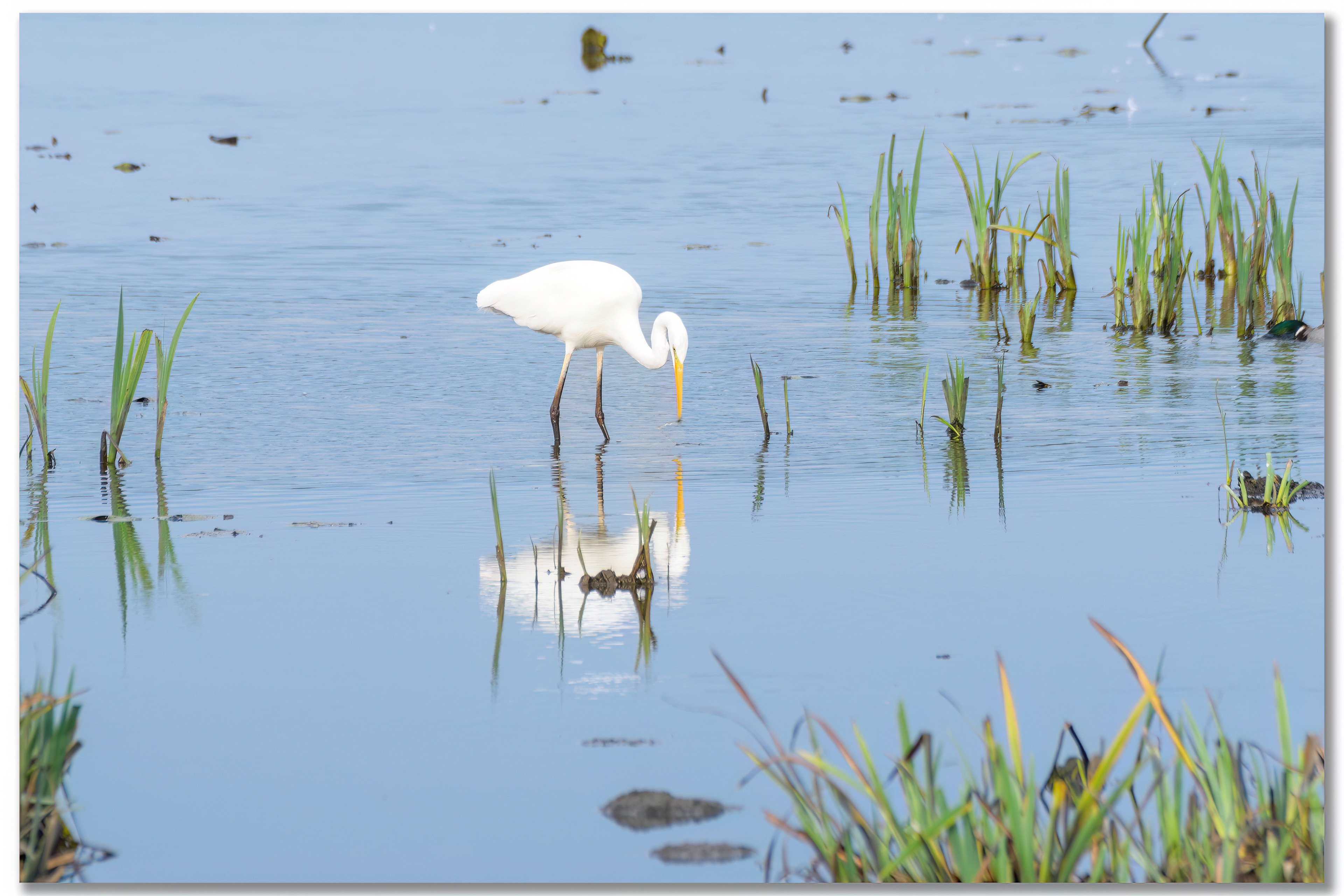 Grande aigrette - Ardea alba