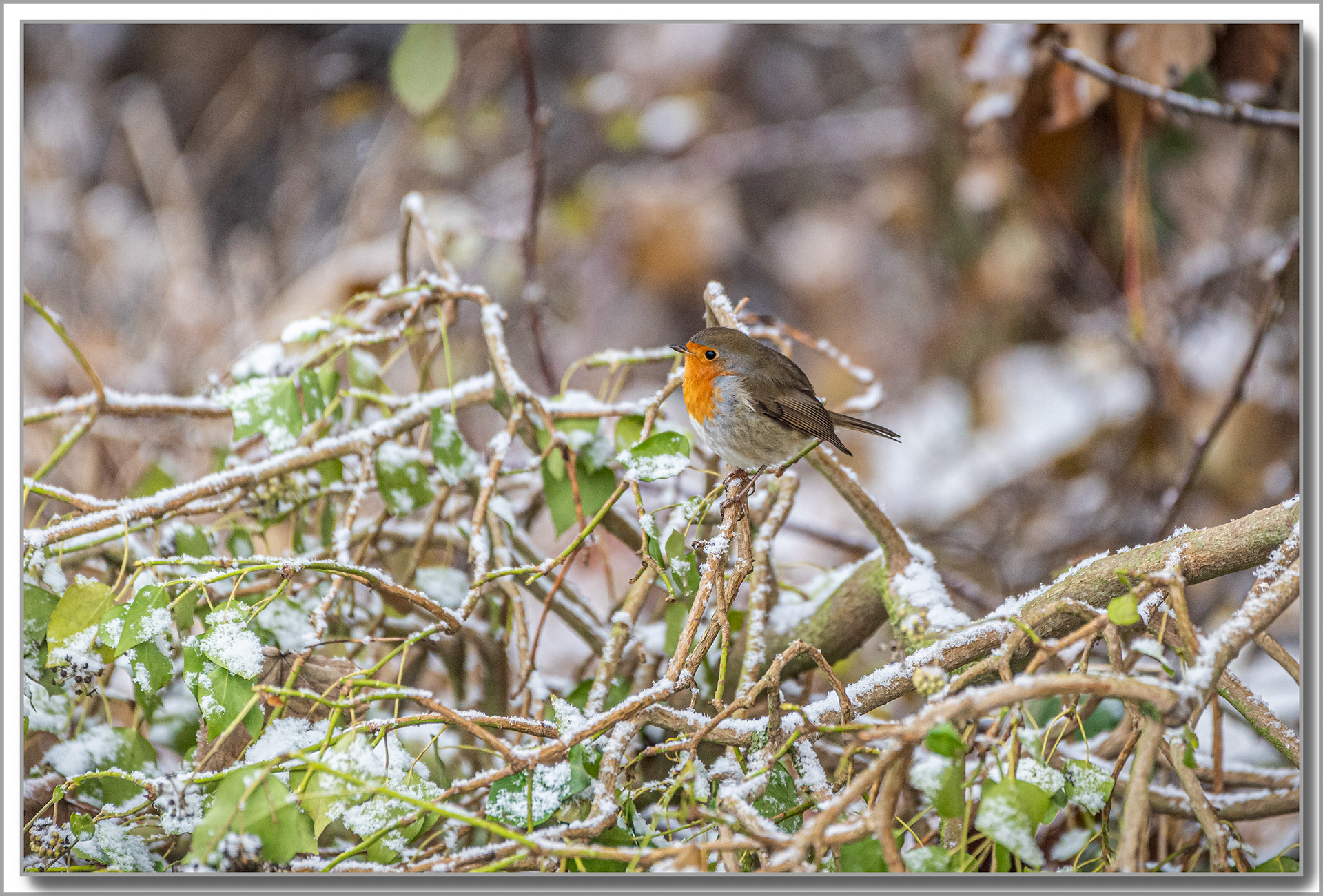 Rougegorge familier - Erithacus rubecula