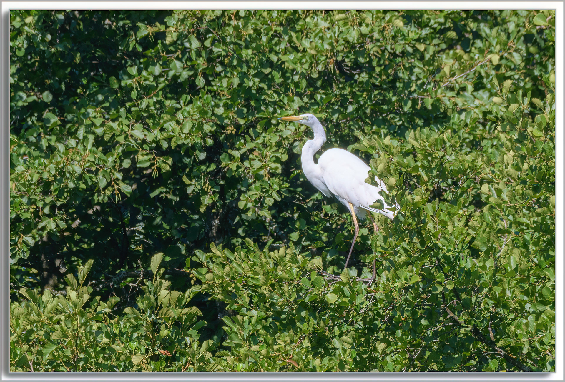 Grande Aigrette - Ardea Alba