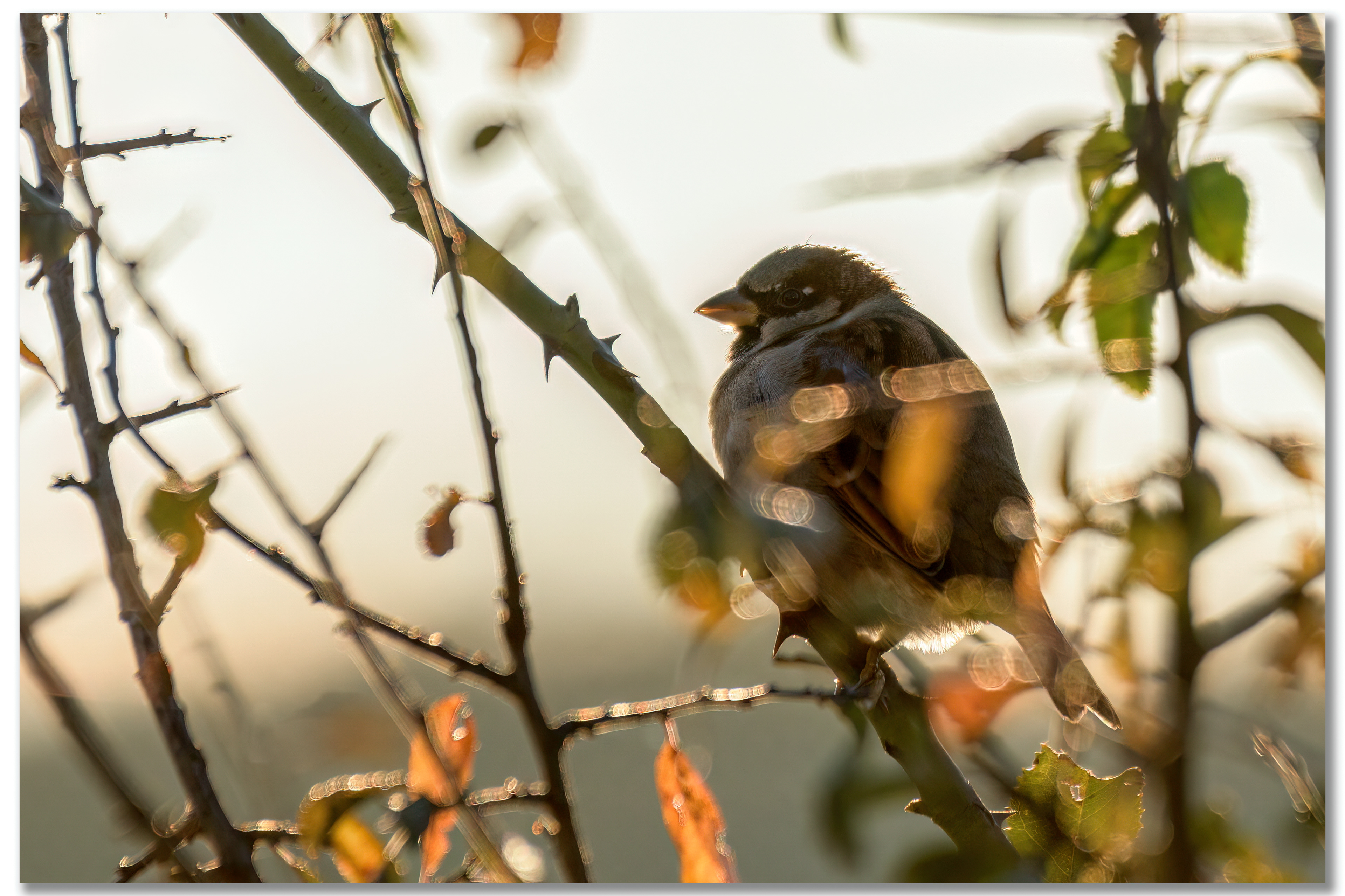 Moineau domestique - Passer domesticus